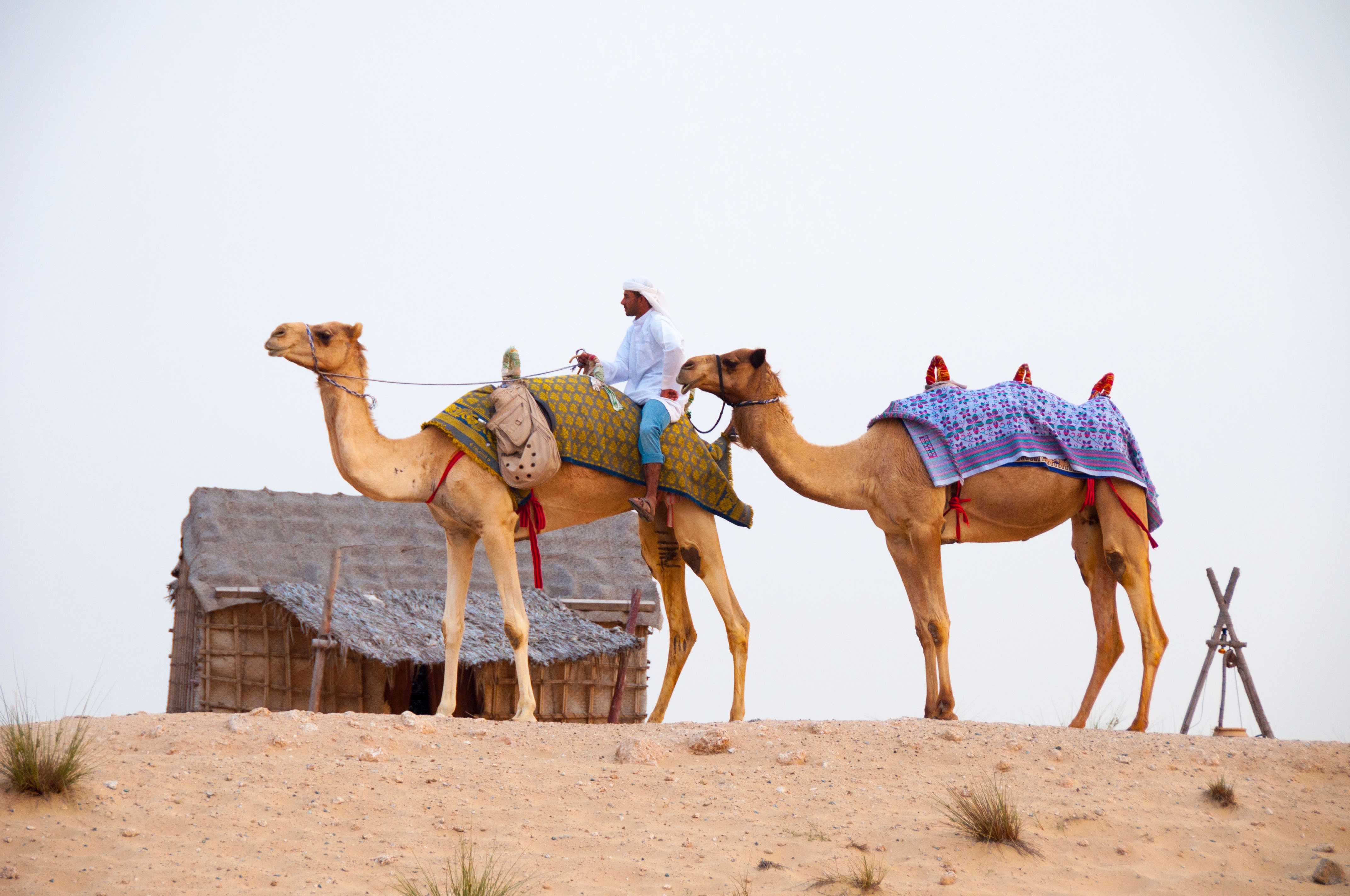 在迪拜的沙滩上骑着阿拉伯骆驼旅行