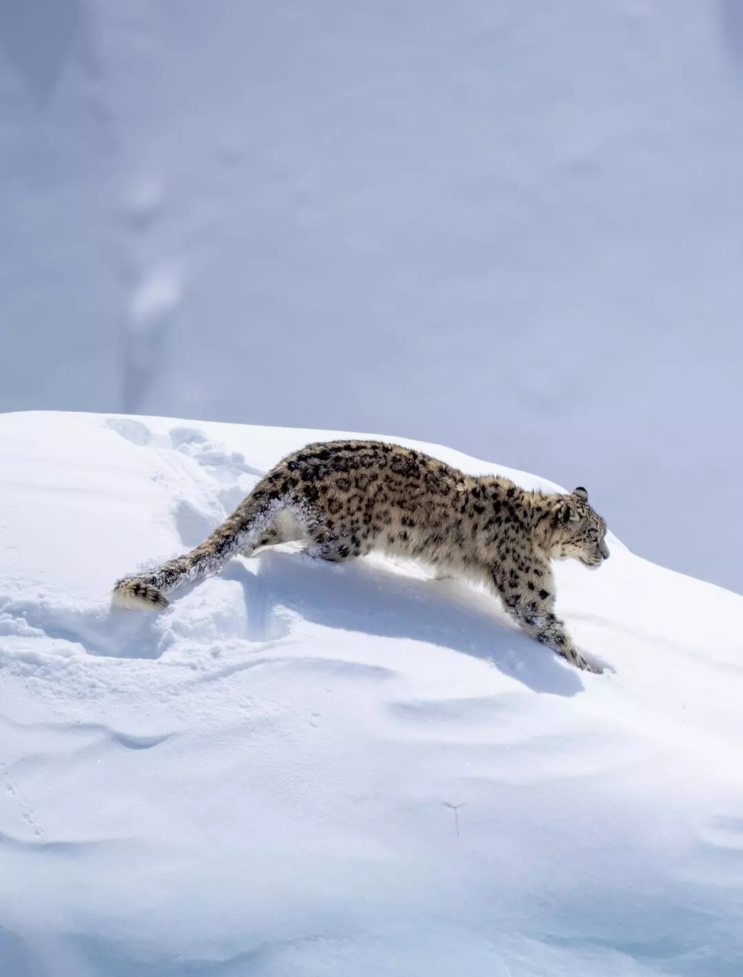 Снежный барс в горах