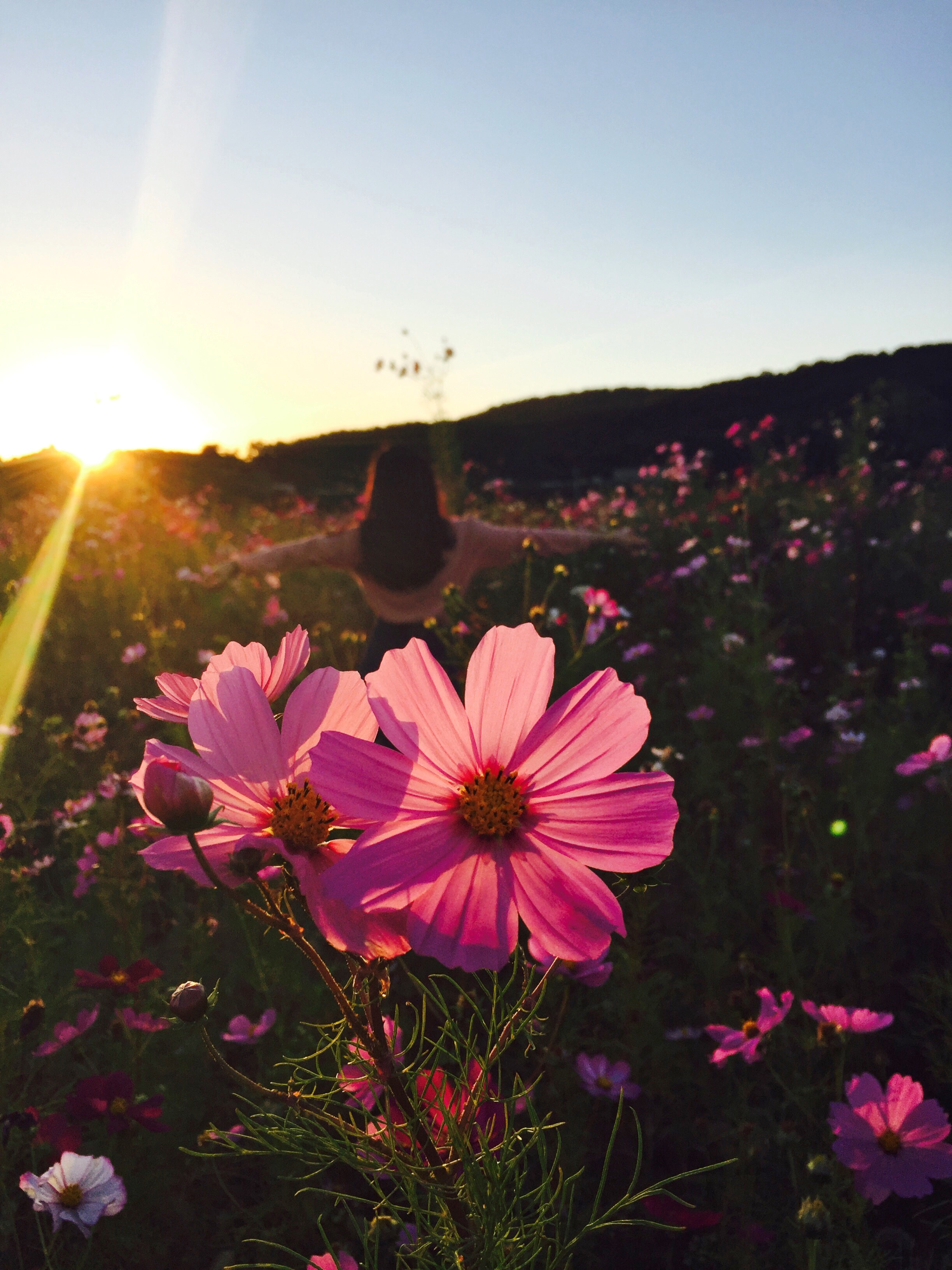 Wallpapers nature blossom person on the desktop