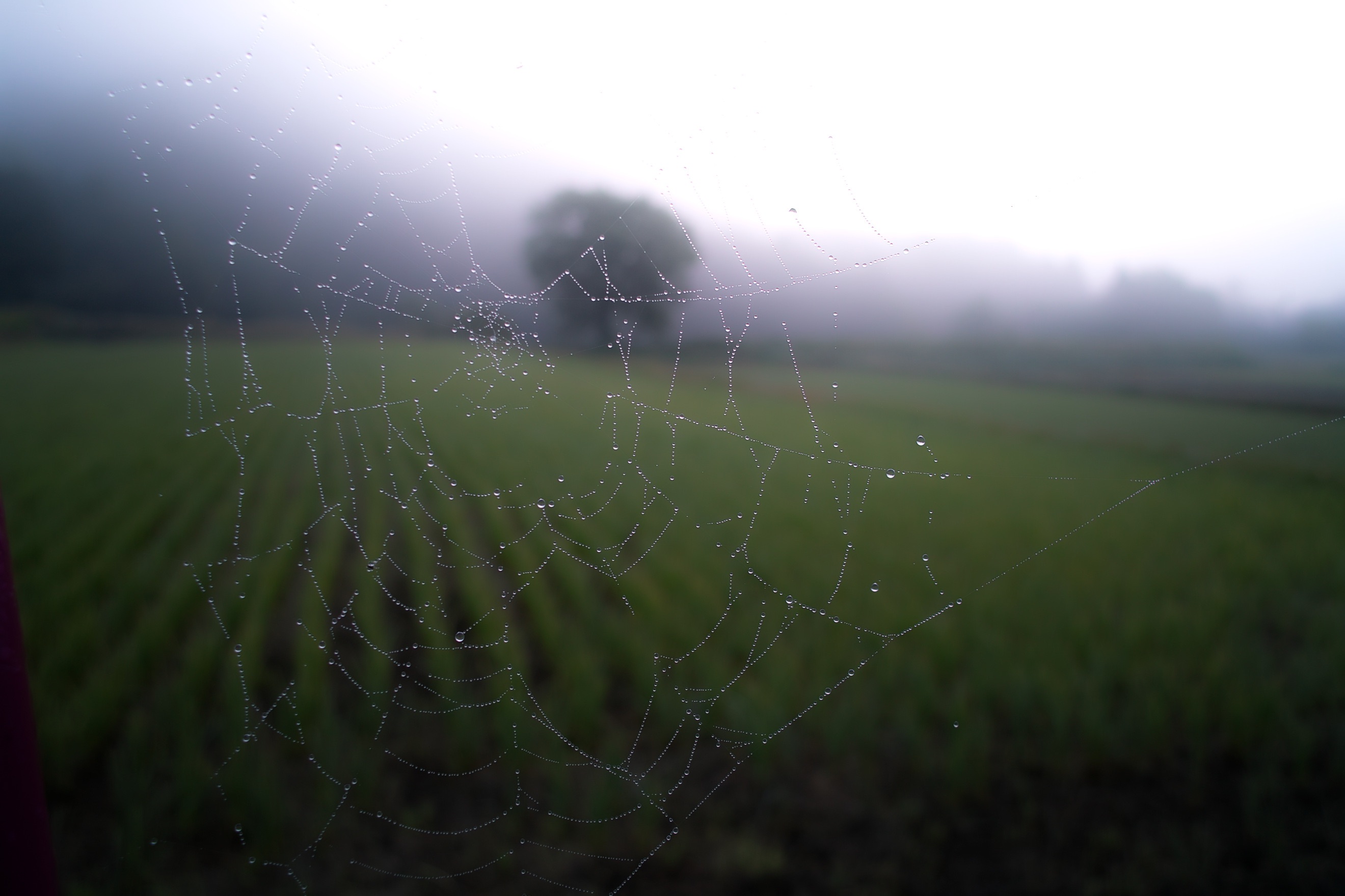 Wallpapers nature grass dew on the desktop