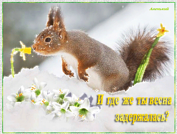 主题为动物 啮齿动物 春季的明信片免费下载