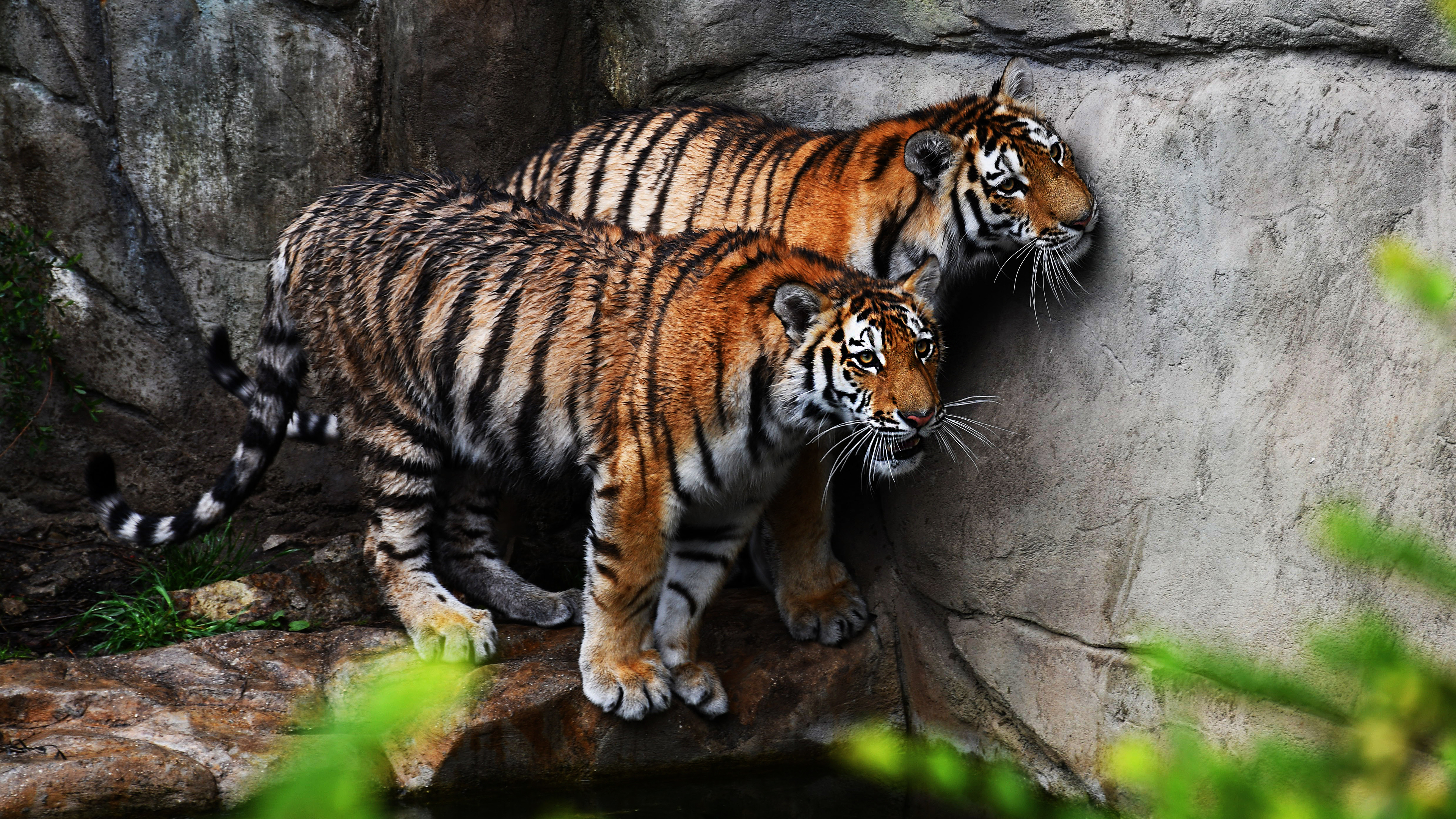 Free photo Two tigers after swimming