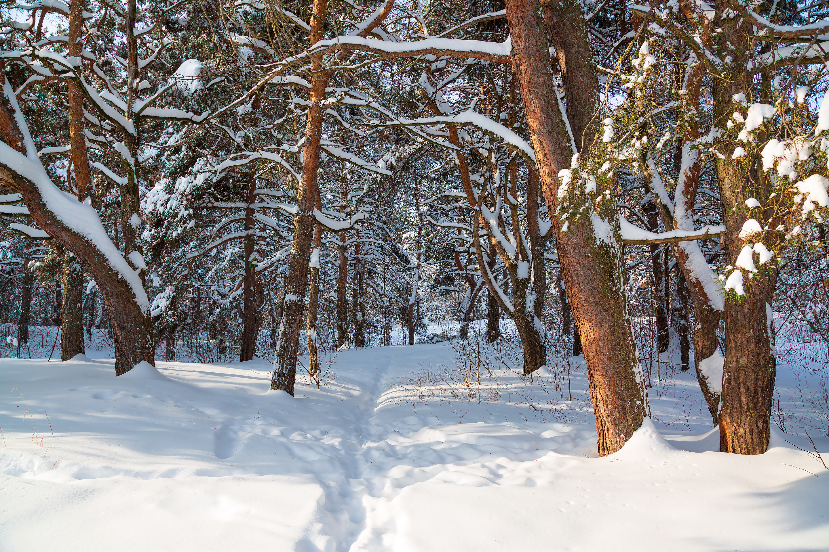 Бесплатное фото Сосновый лес зимой