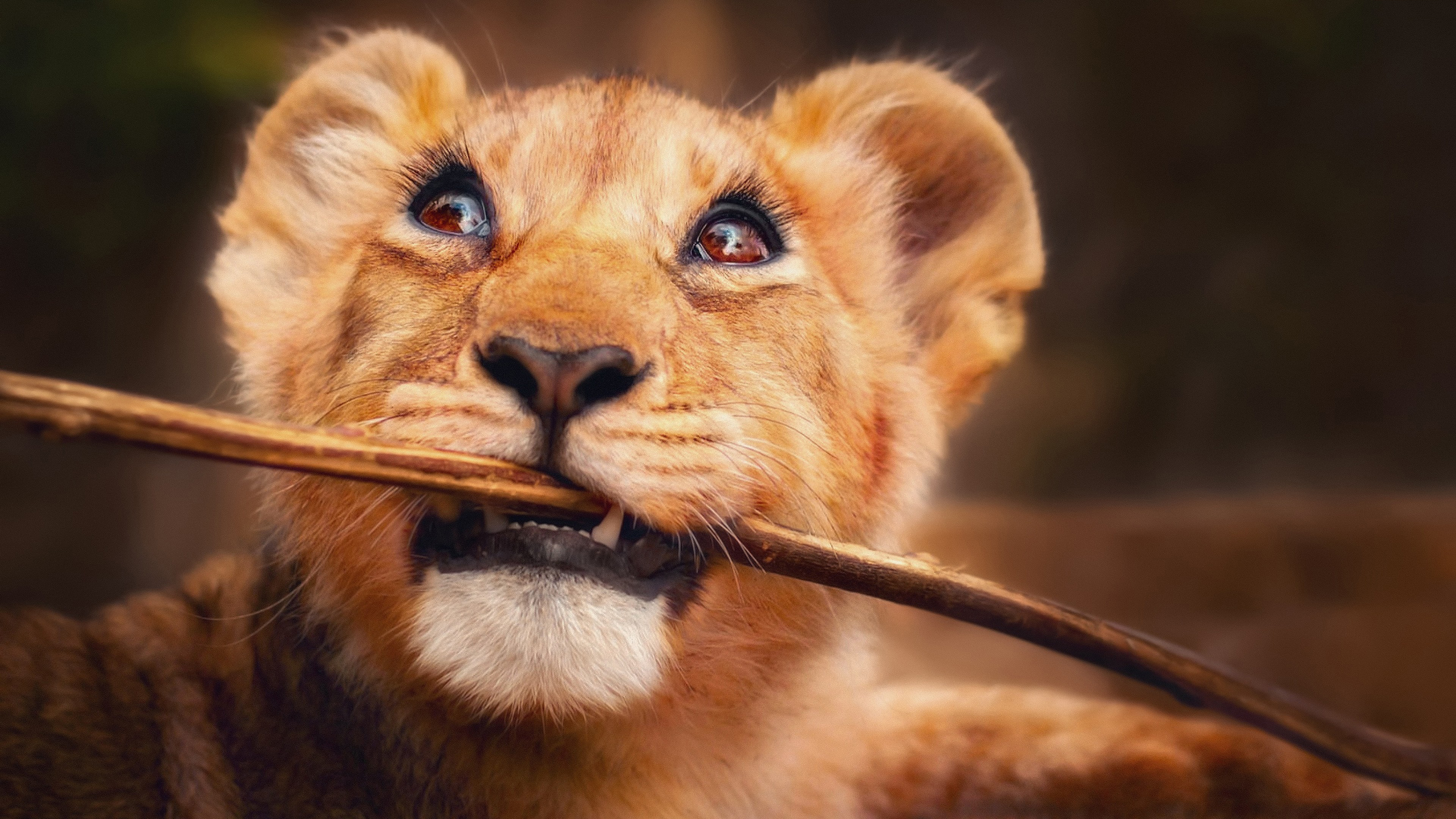 Free photo A cute little lion cub playing with a twig.