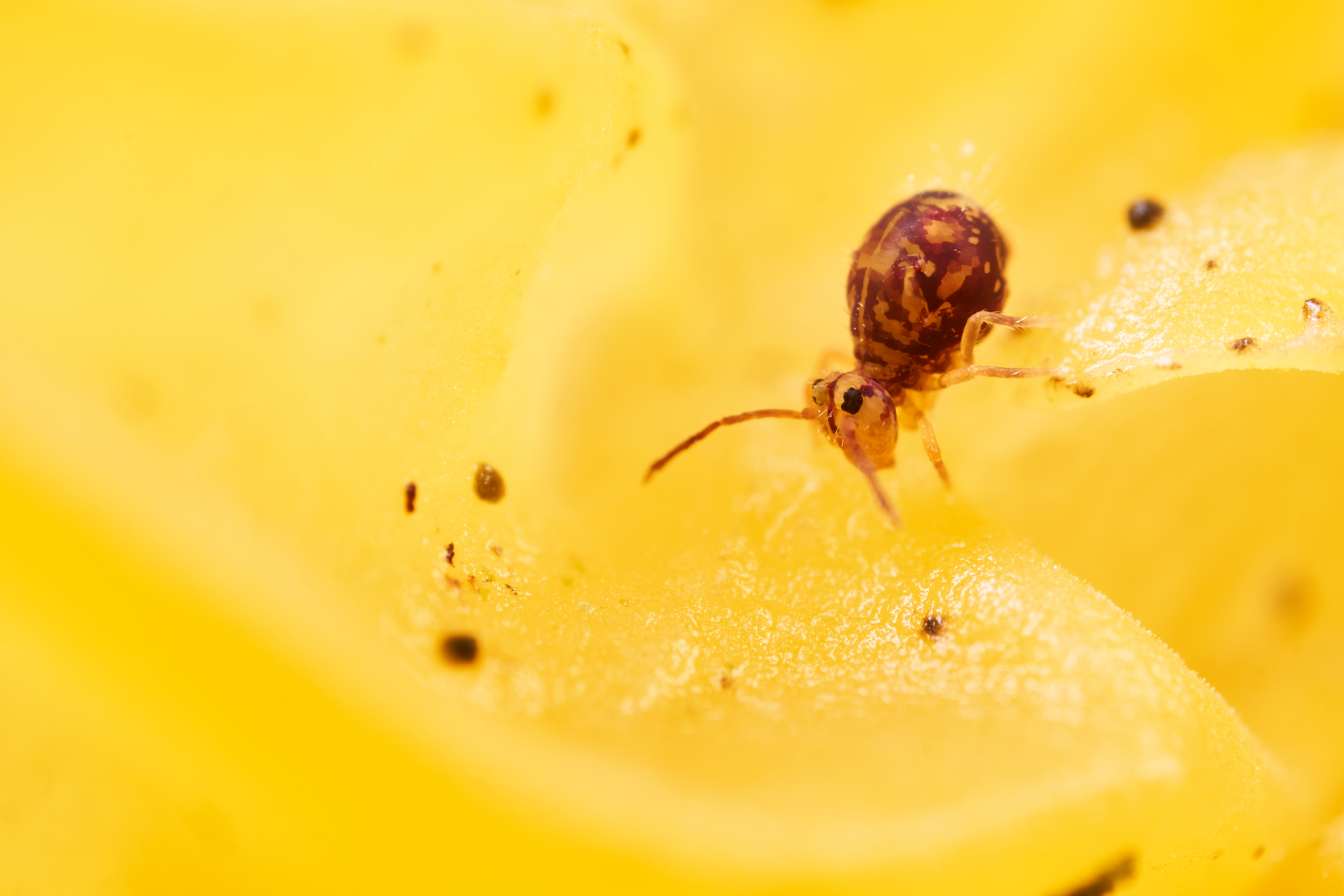 桌面上的壁纸宏观 施耐德 28毫米