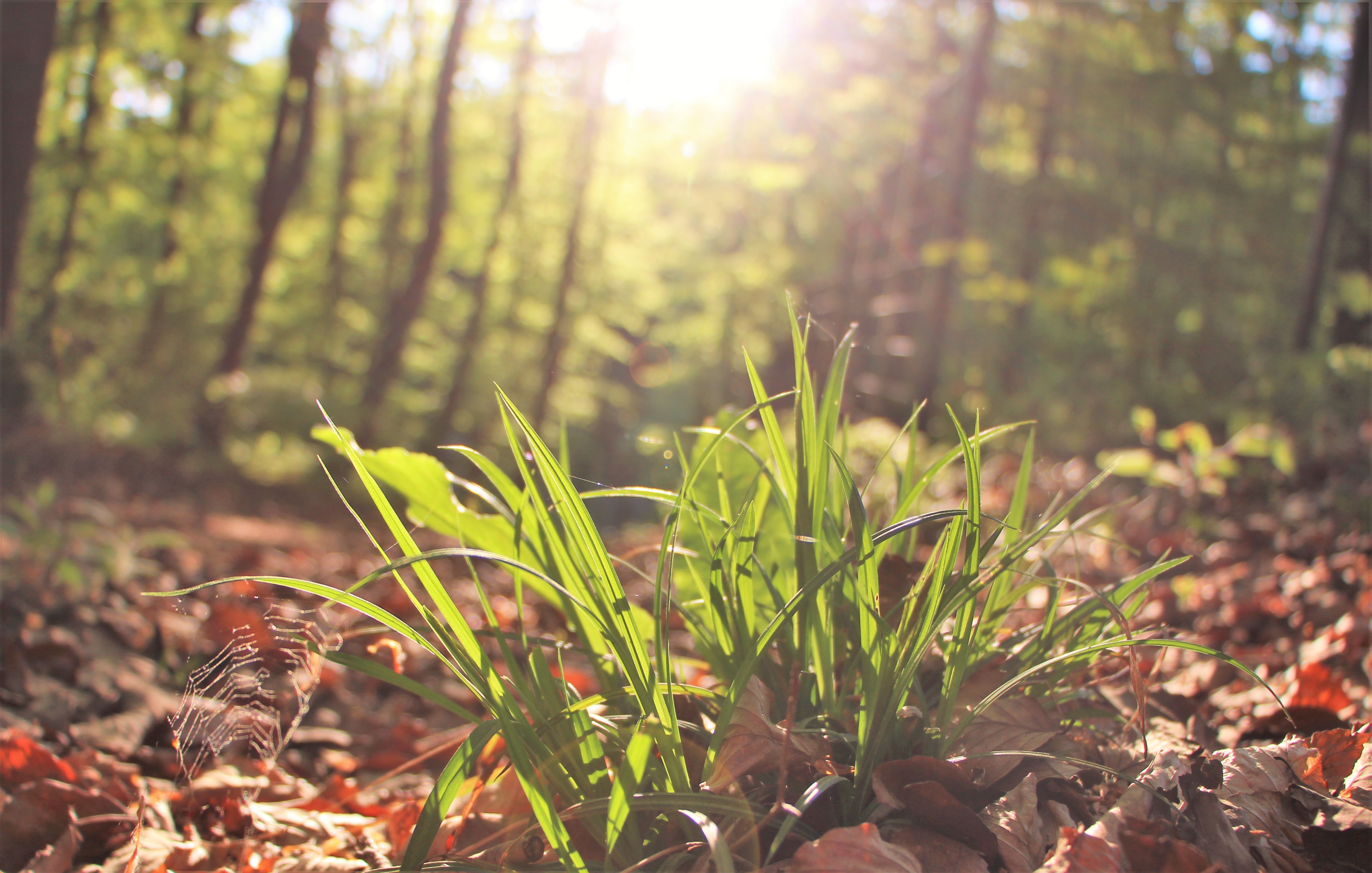 Free photo Green grass in the forest at dawn