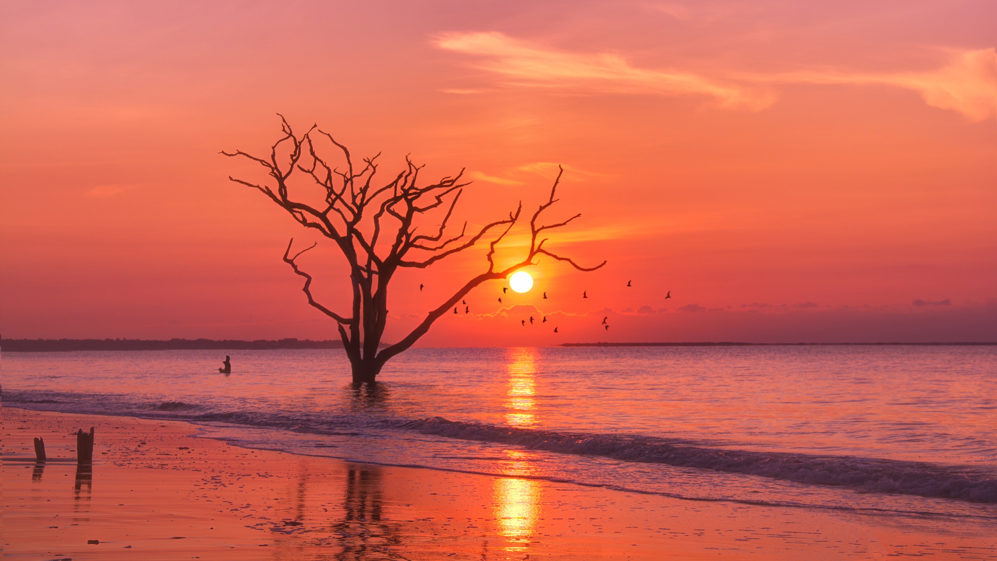 免费照片一棵树长在海边的岸上