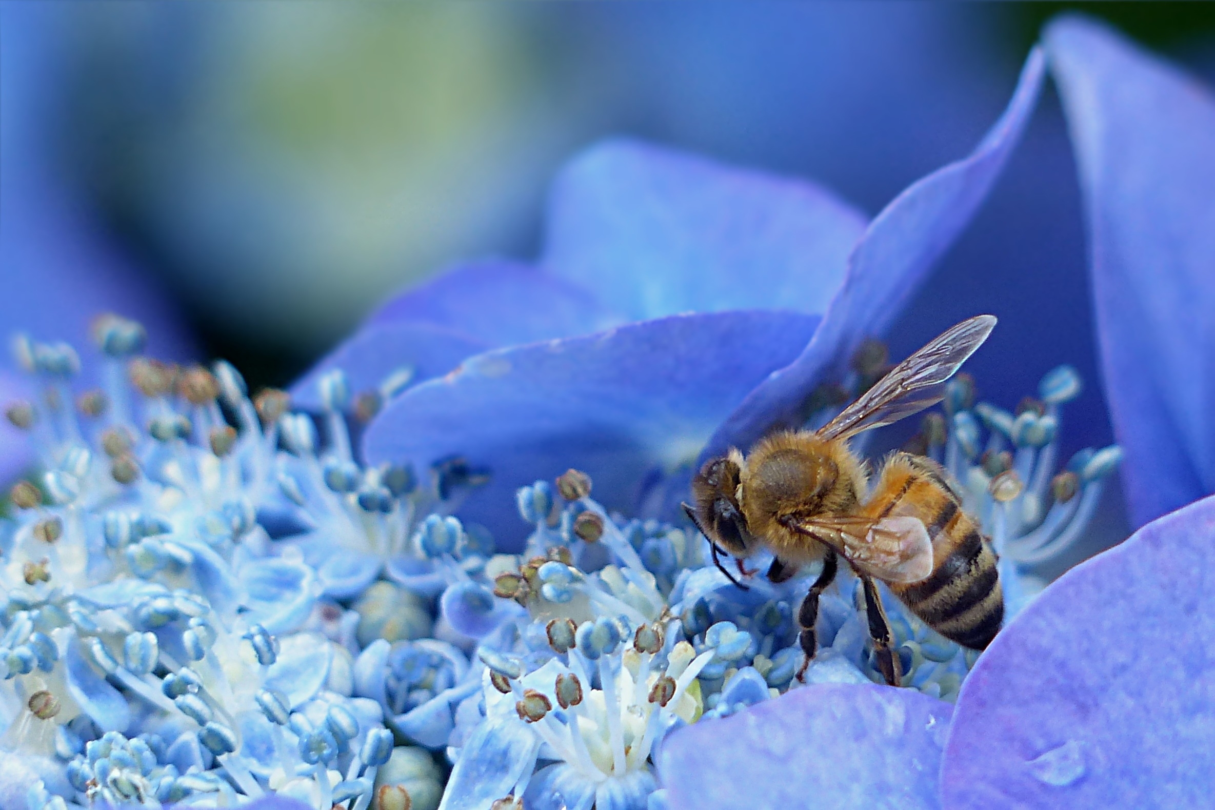 免费照片蓝花上的黄蜂