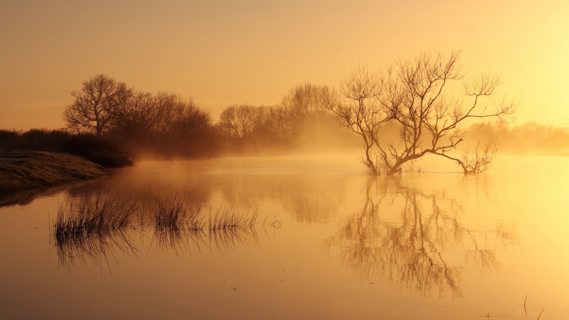 桌面上的壁纸日光 树木 景观