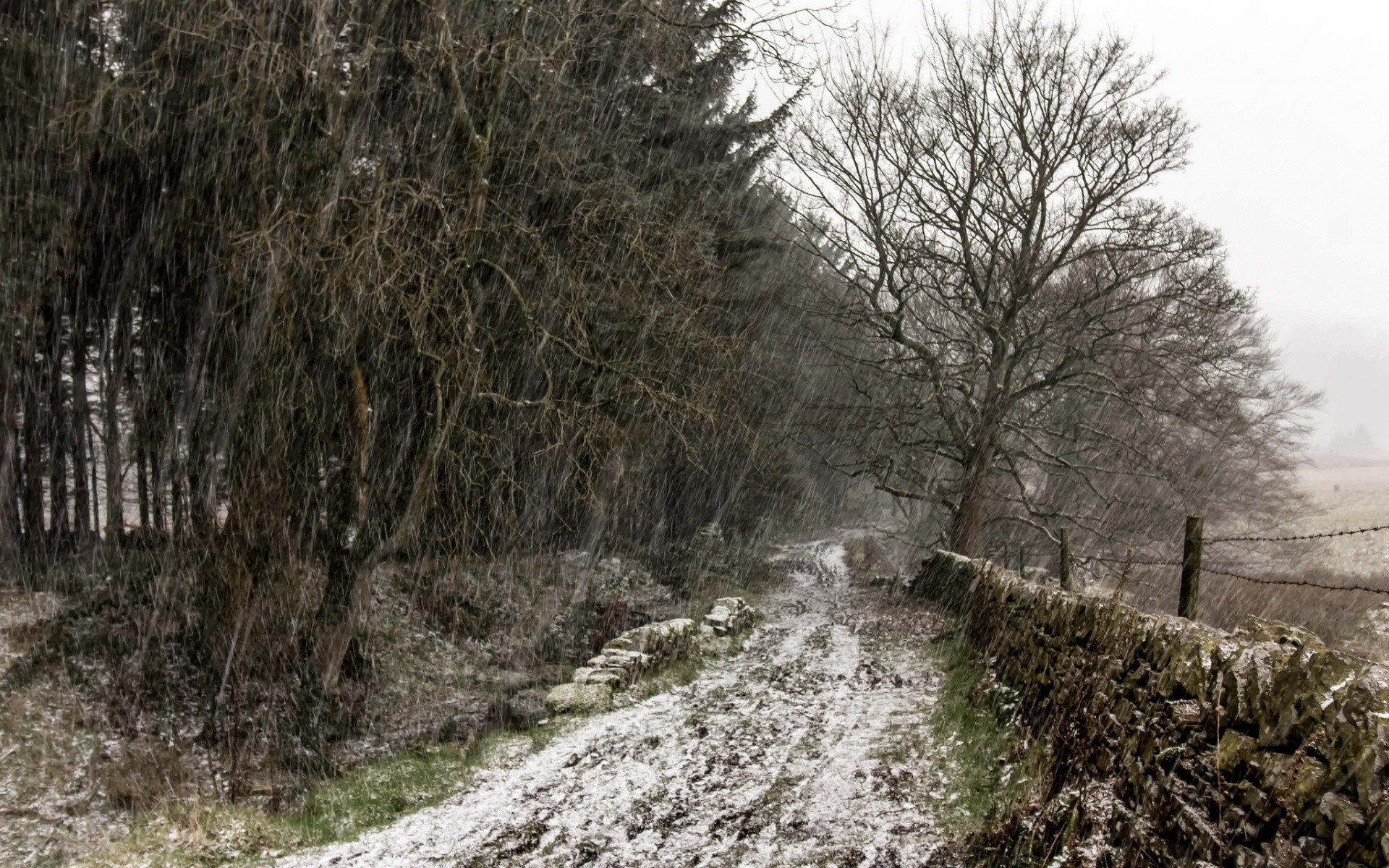 桌面上的壁纸景观 森林 雪