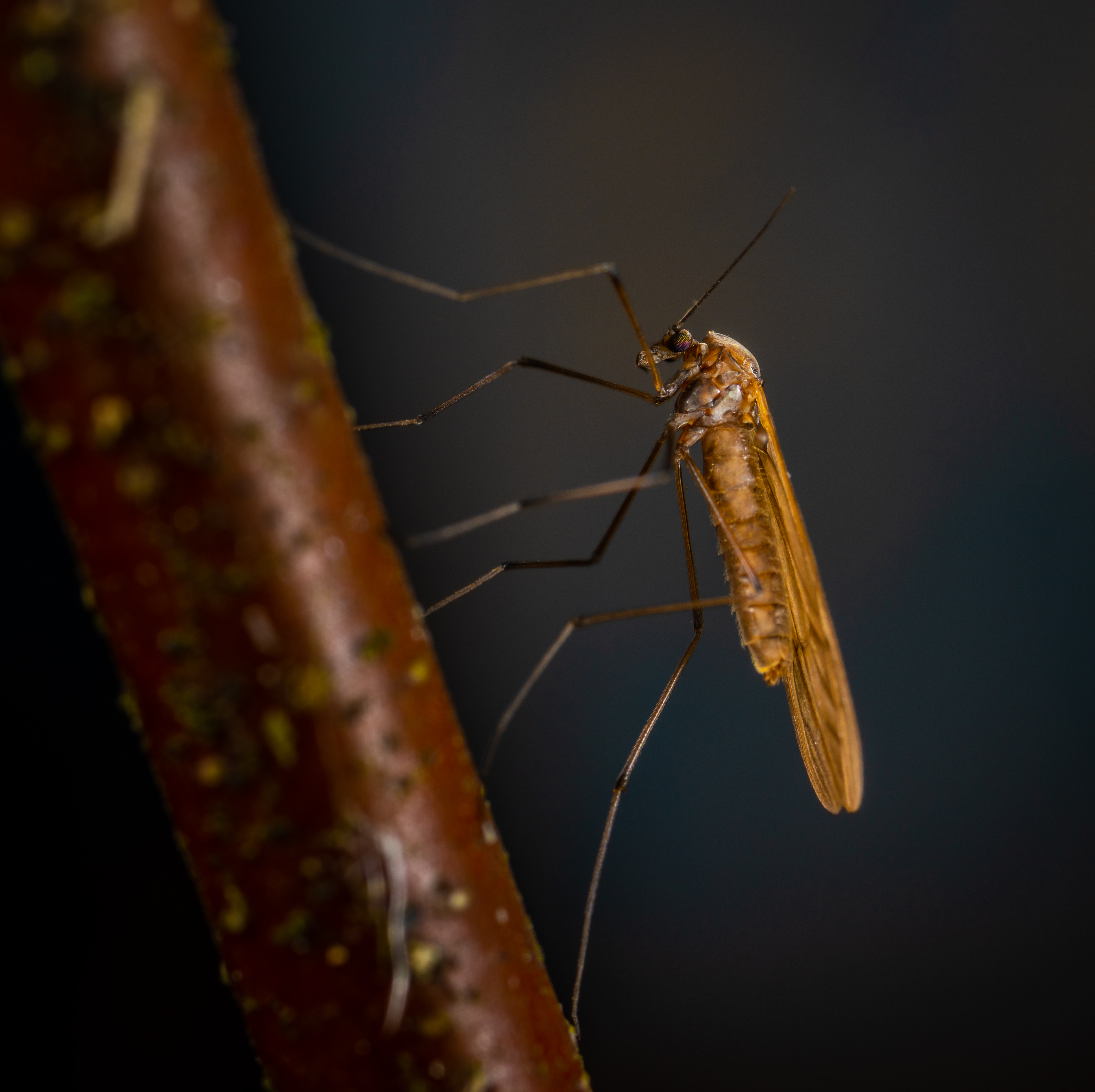 Обои насекомое макрос беспозвоночный на рабочий стол