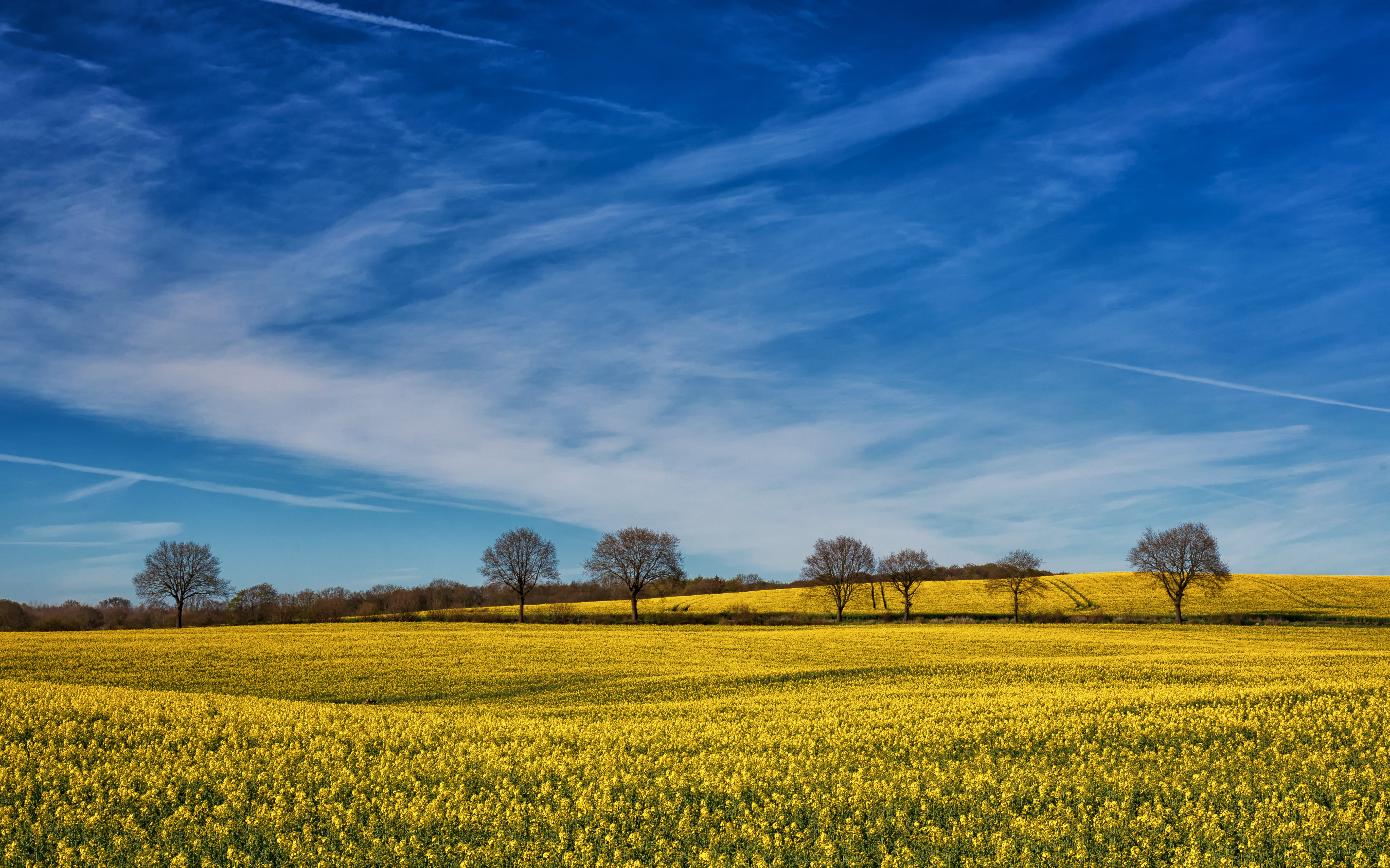 Wallpapers flowers trees without leaves yellow flowers on the desktop