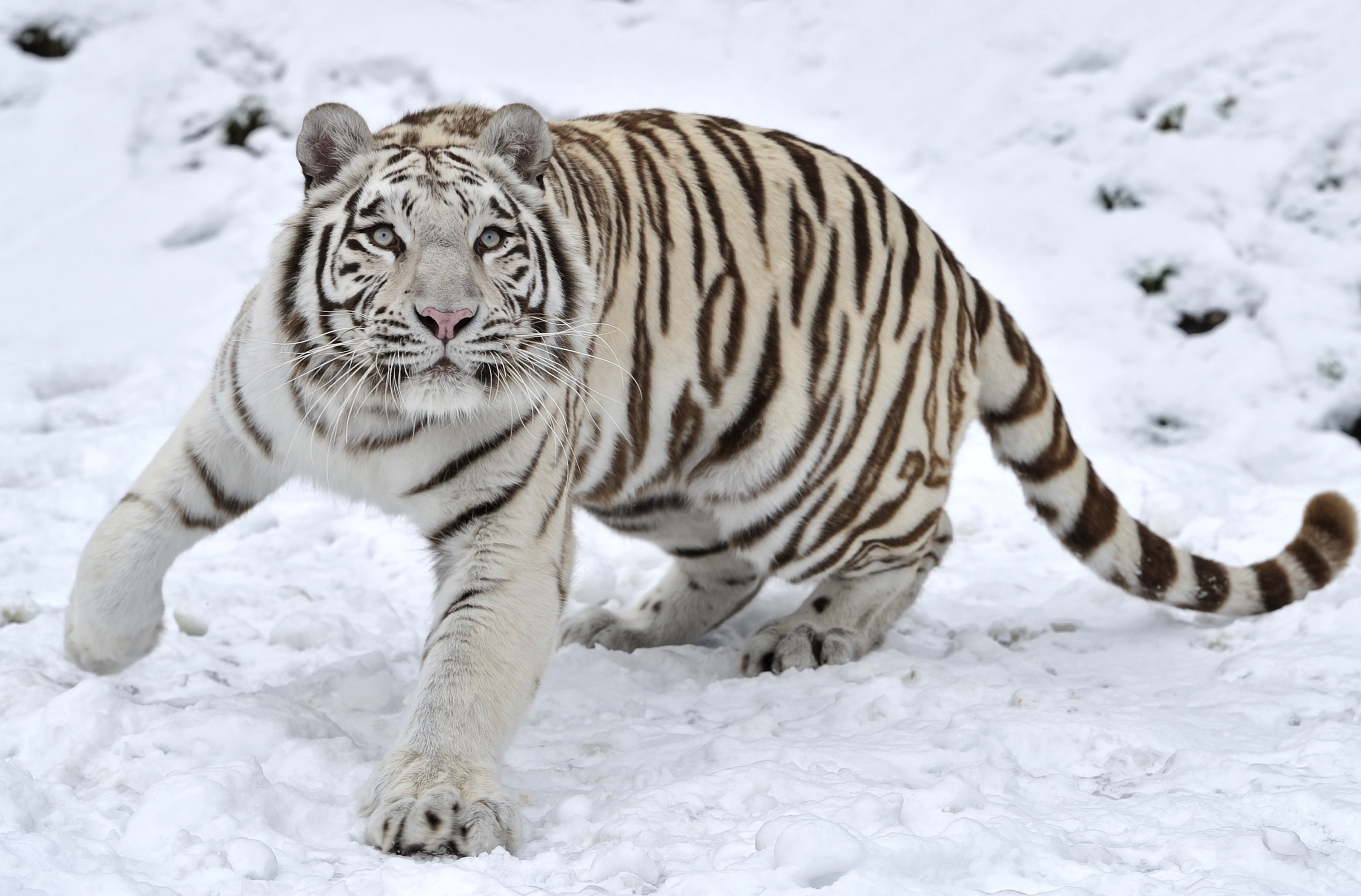 雪中的白虎