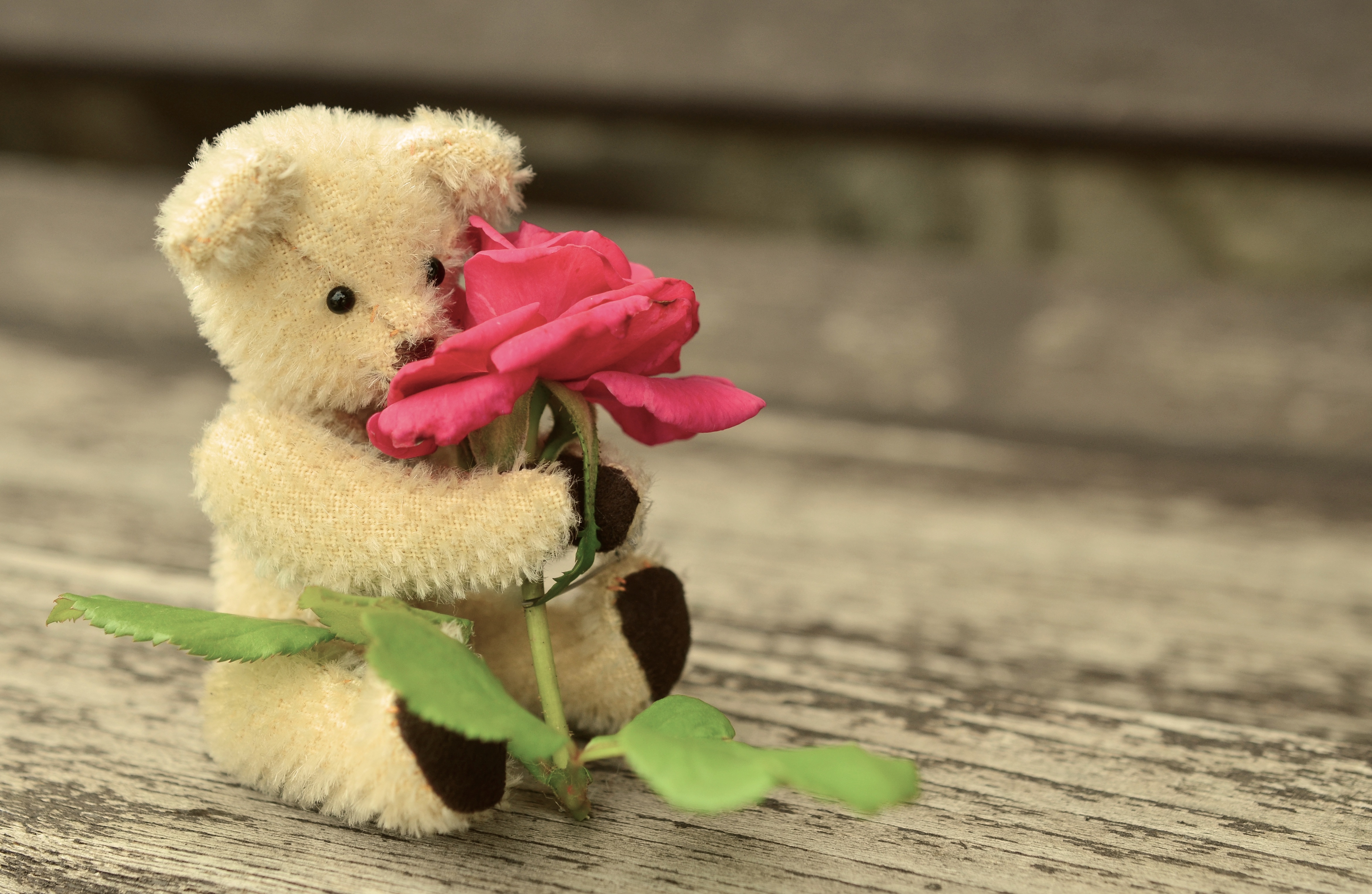 Free photo A teddy bear holding a flower