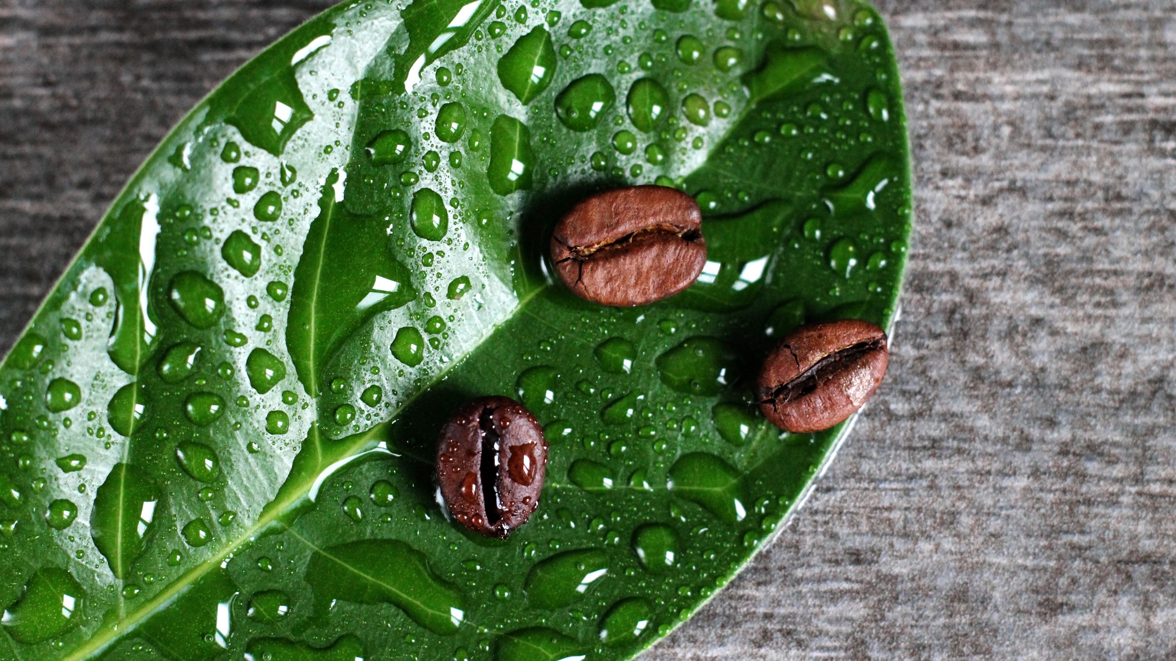 绿叶上的咖啡豆和雨滴