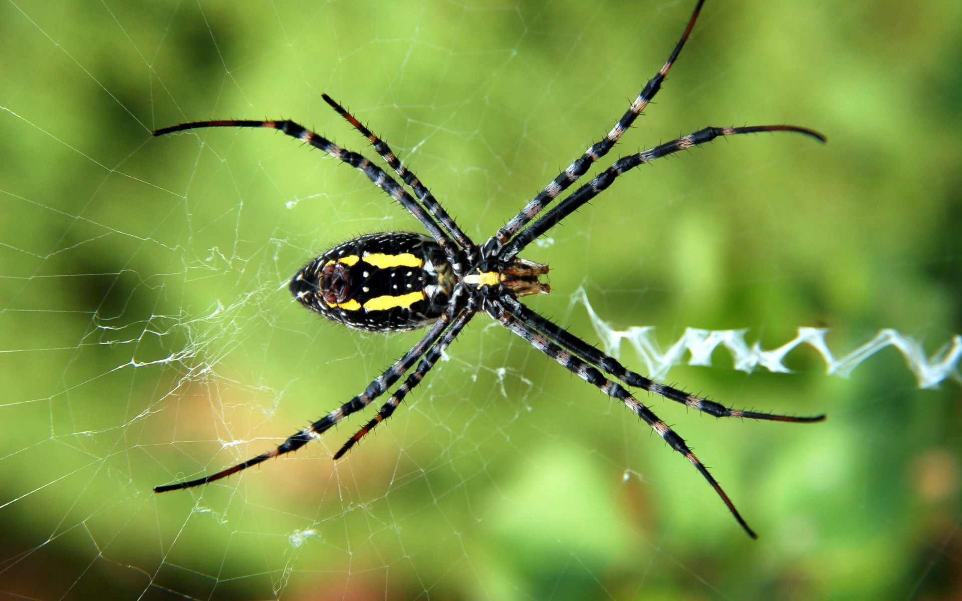 Wallpapers yellow garden spider insect macro photography on the desktop