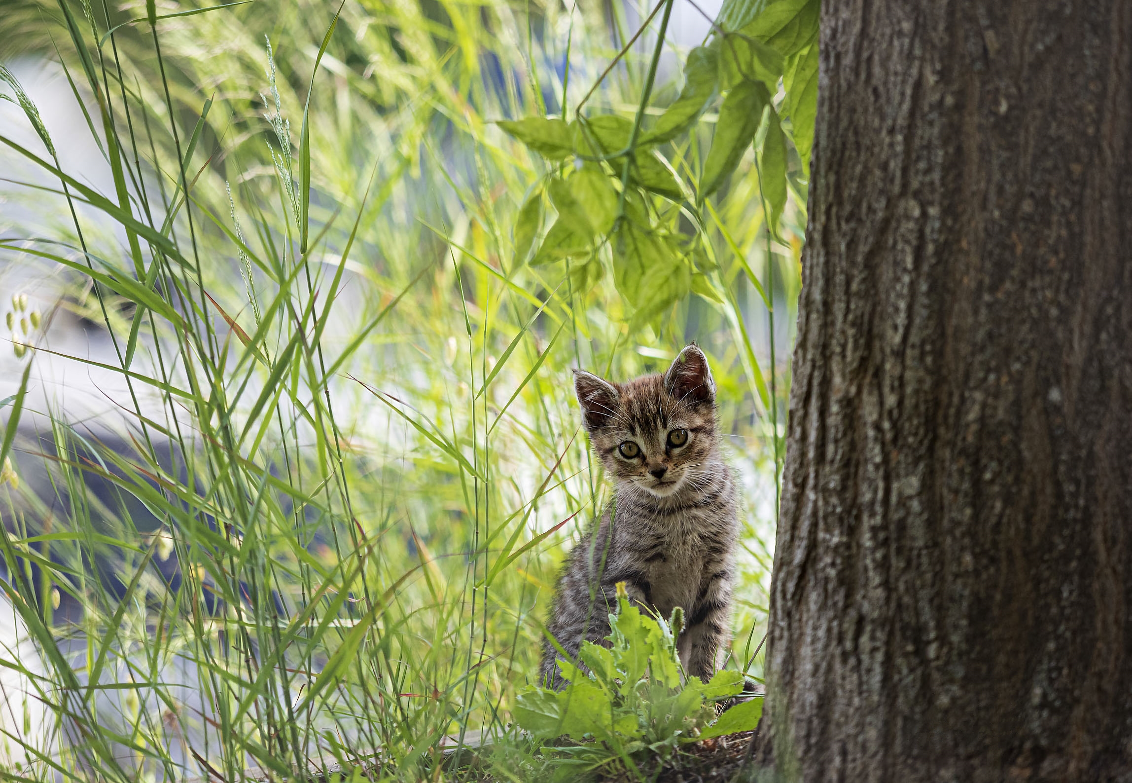 Бесплатное фото Котёнок позирует в траве у дерева