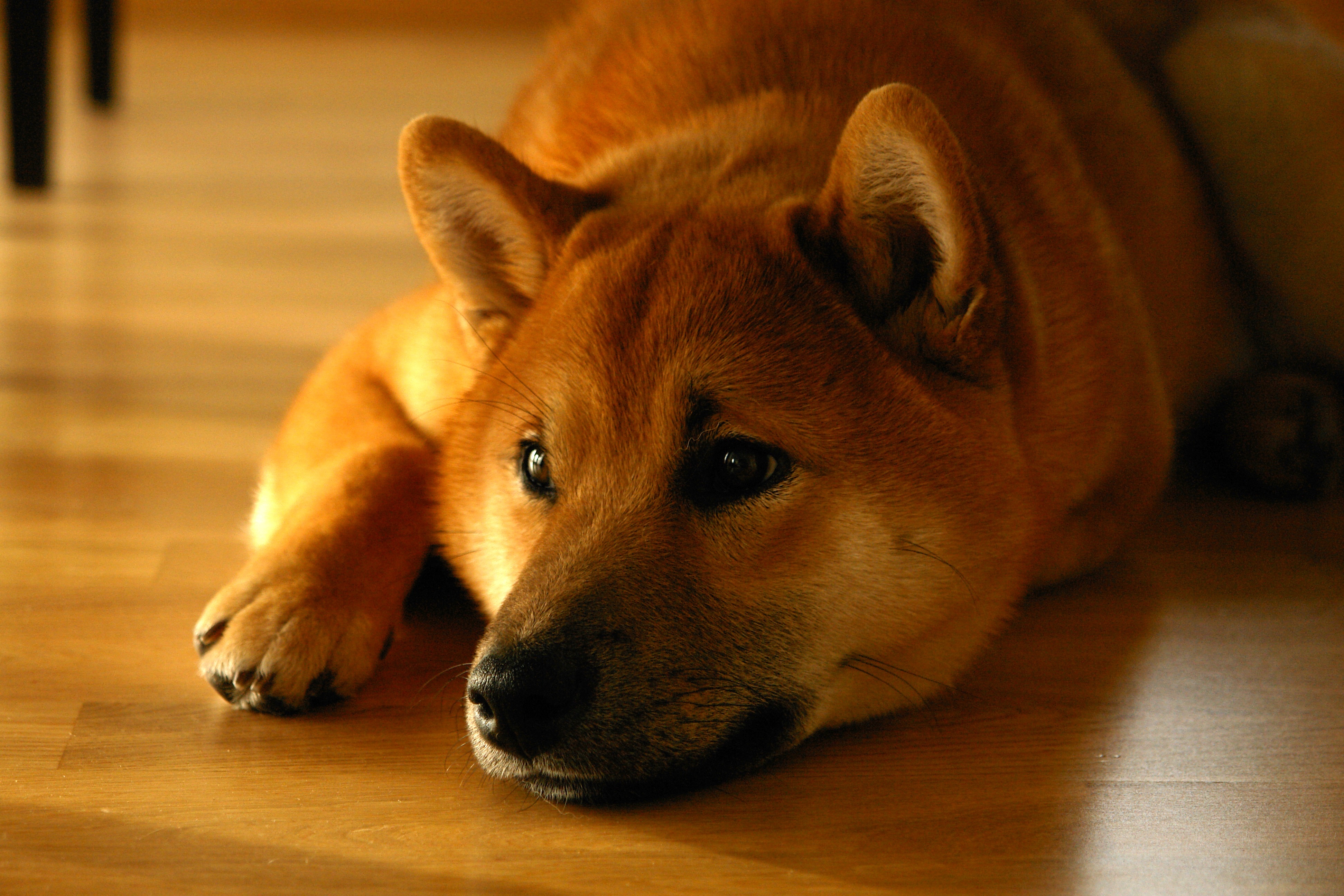 Wallpapers lying muzzle wallpaper shiba inu on the desktop