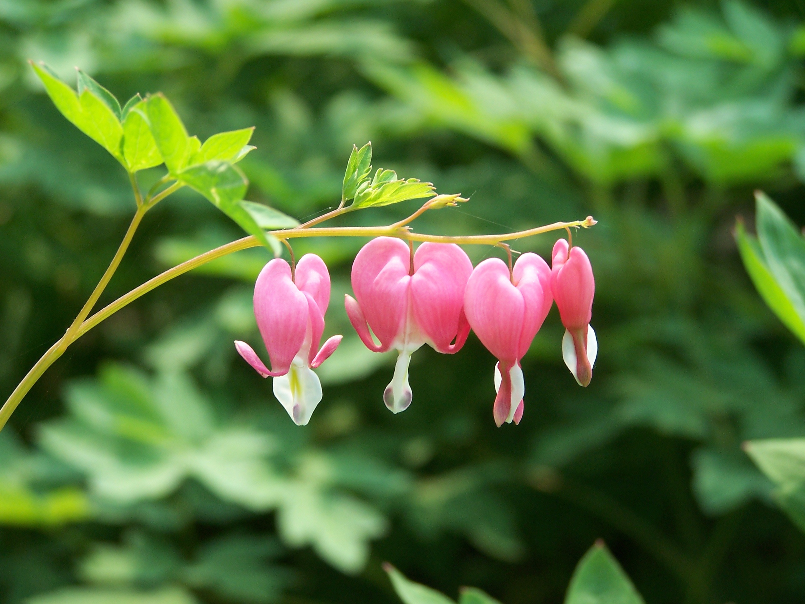 Pink buds of unusual colors