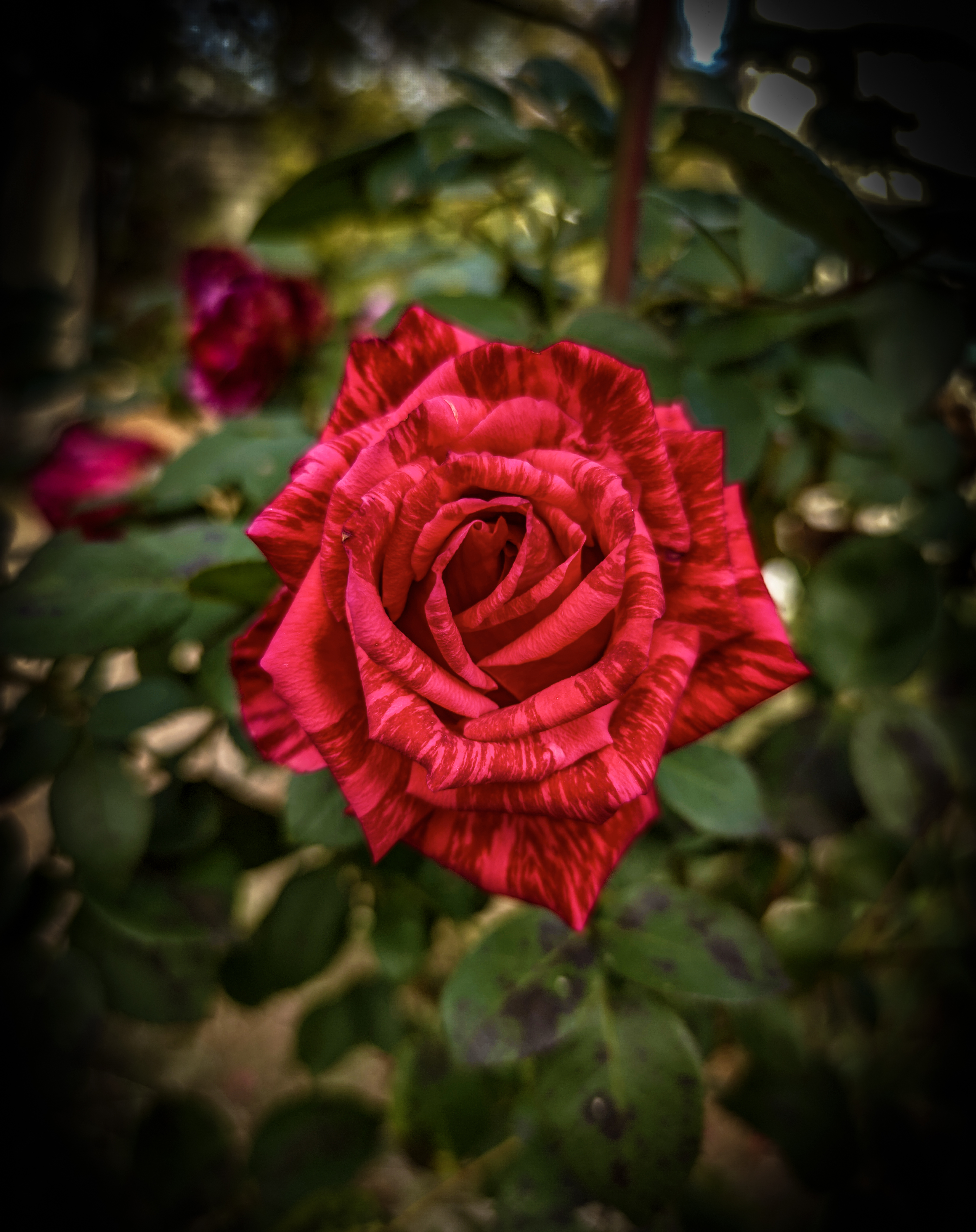 Wallpapers red rose queen of the flowers on the desktop