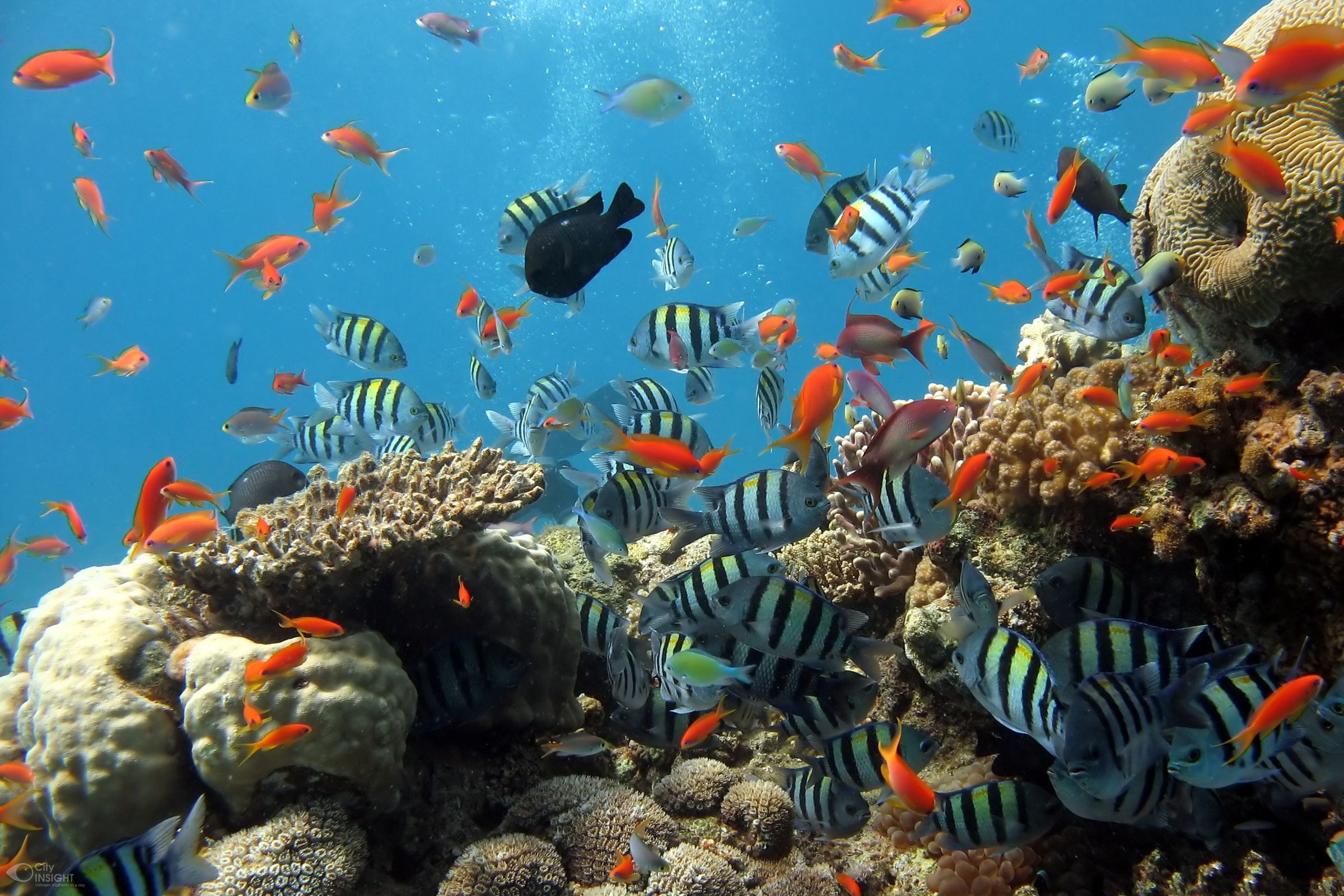 Free photo Sea fish at the coral reef