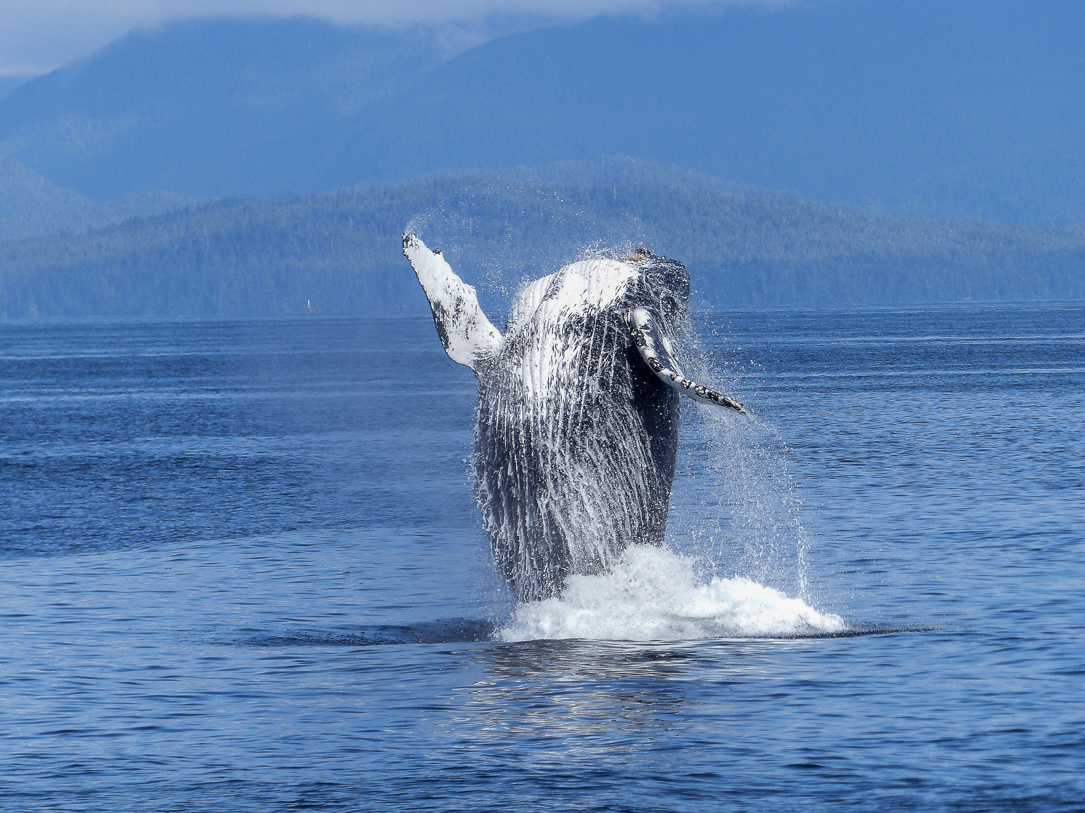 Free photo A whale jumps out of the water