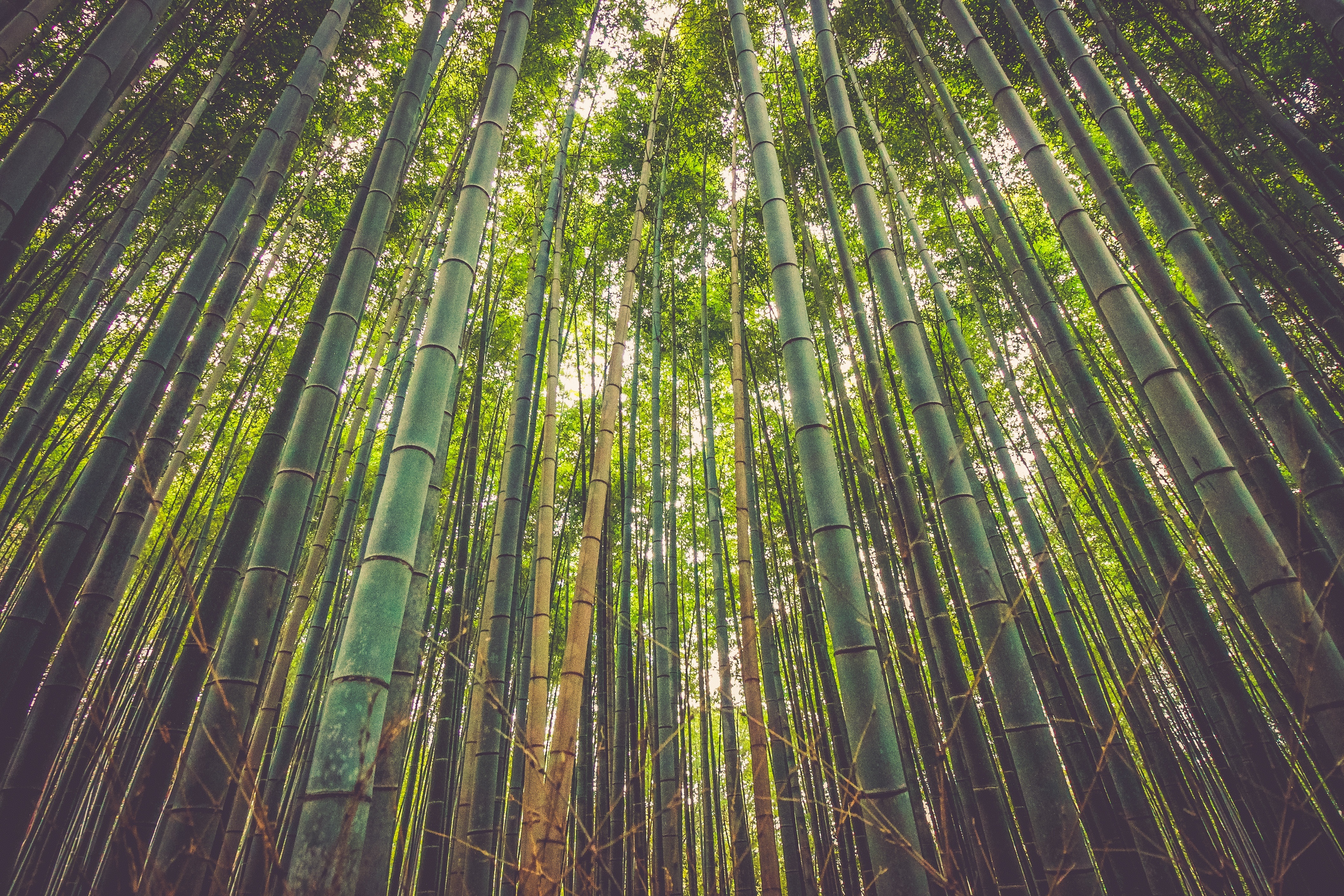 Wallpapers array an forest ecosystem forest on the desktop