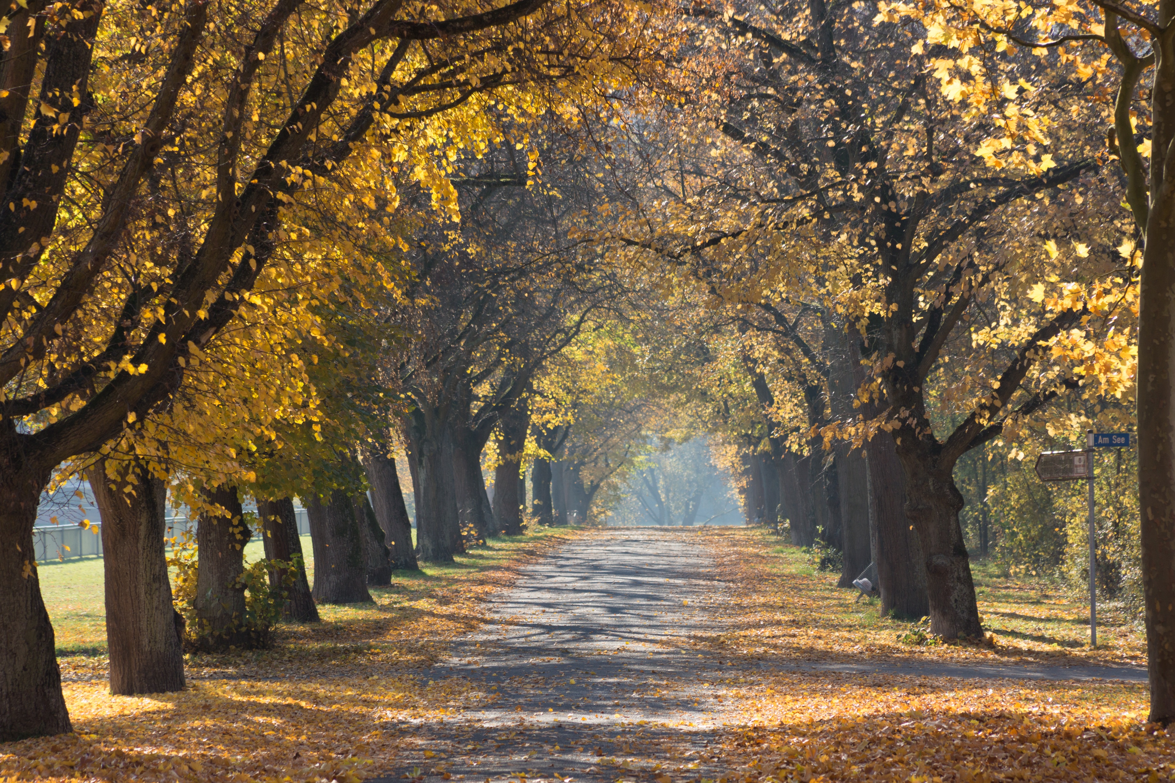 Free photo Alley along the autumn forest with yellow leaves