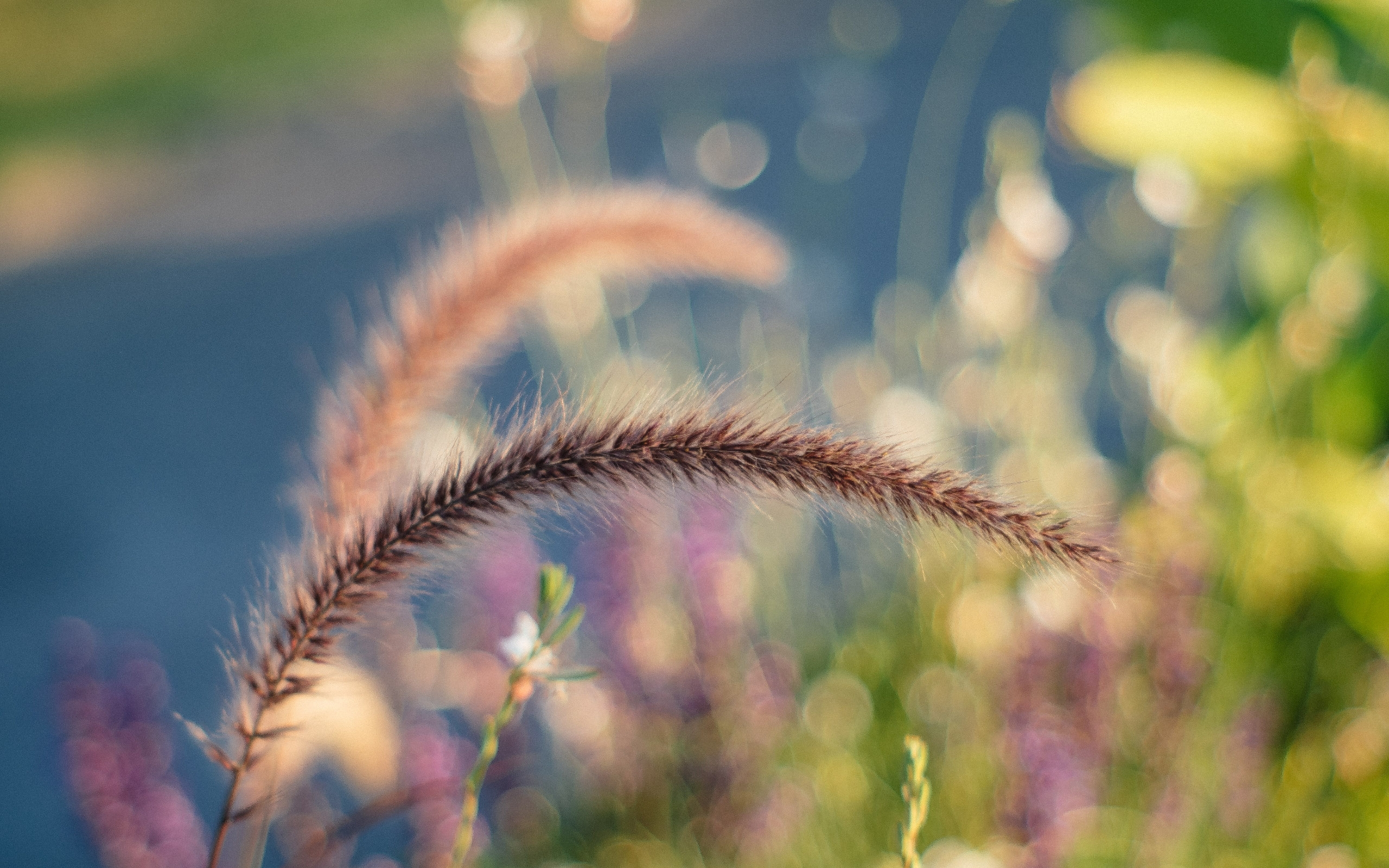 Wallpapers wallpaper bokeh plant macro on the desktop