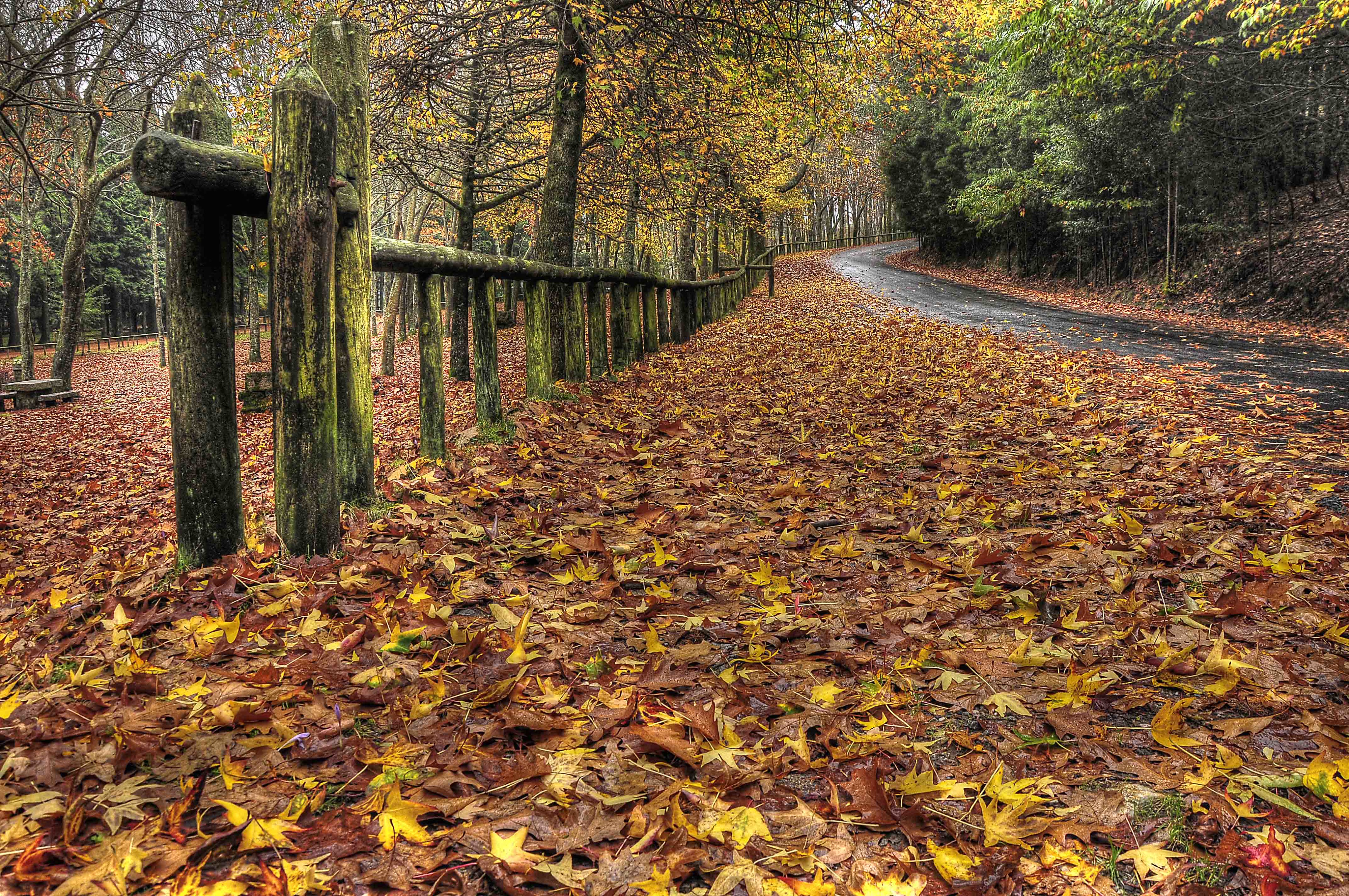 Wallpapers road autumn leaves landscapes on the desktop