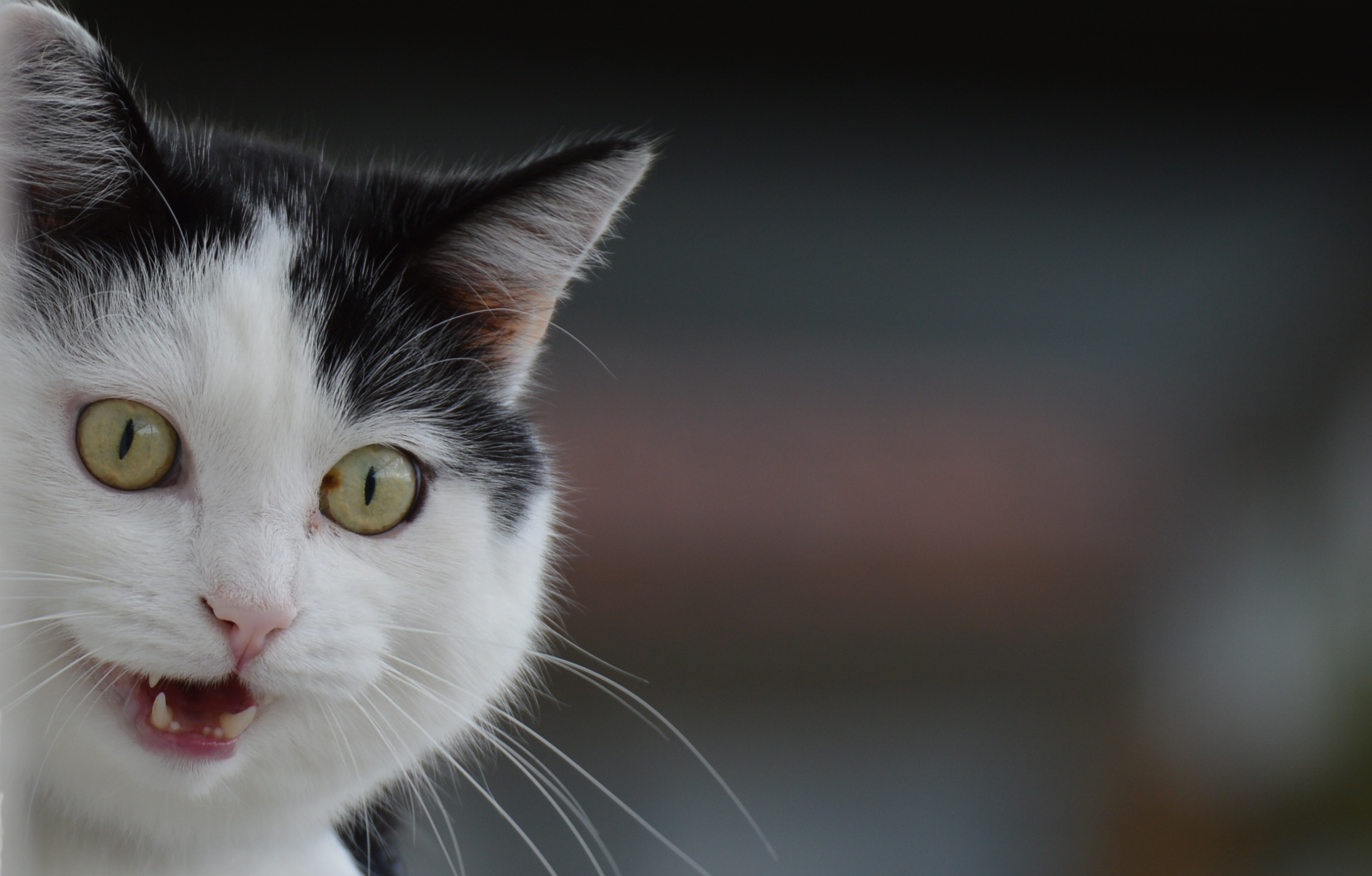 Free photo A surprised street cat