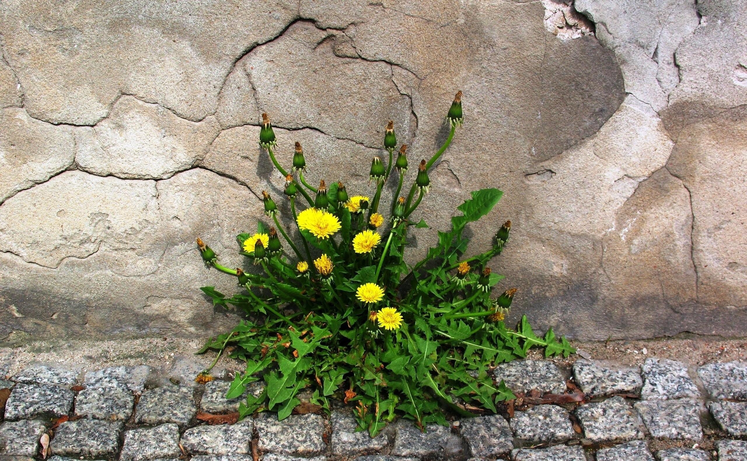 Wallpapers dandelions flower wall on the desktop