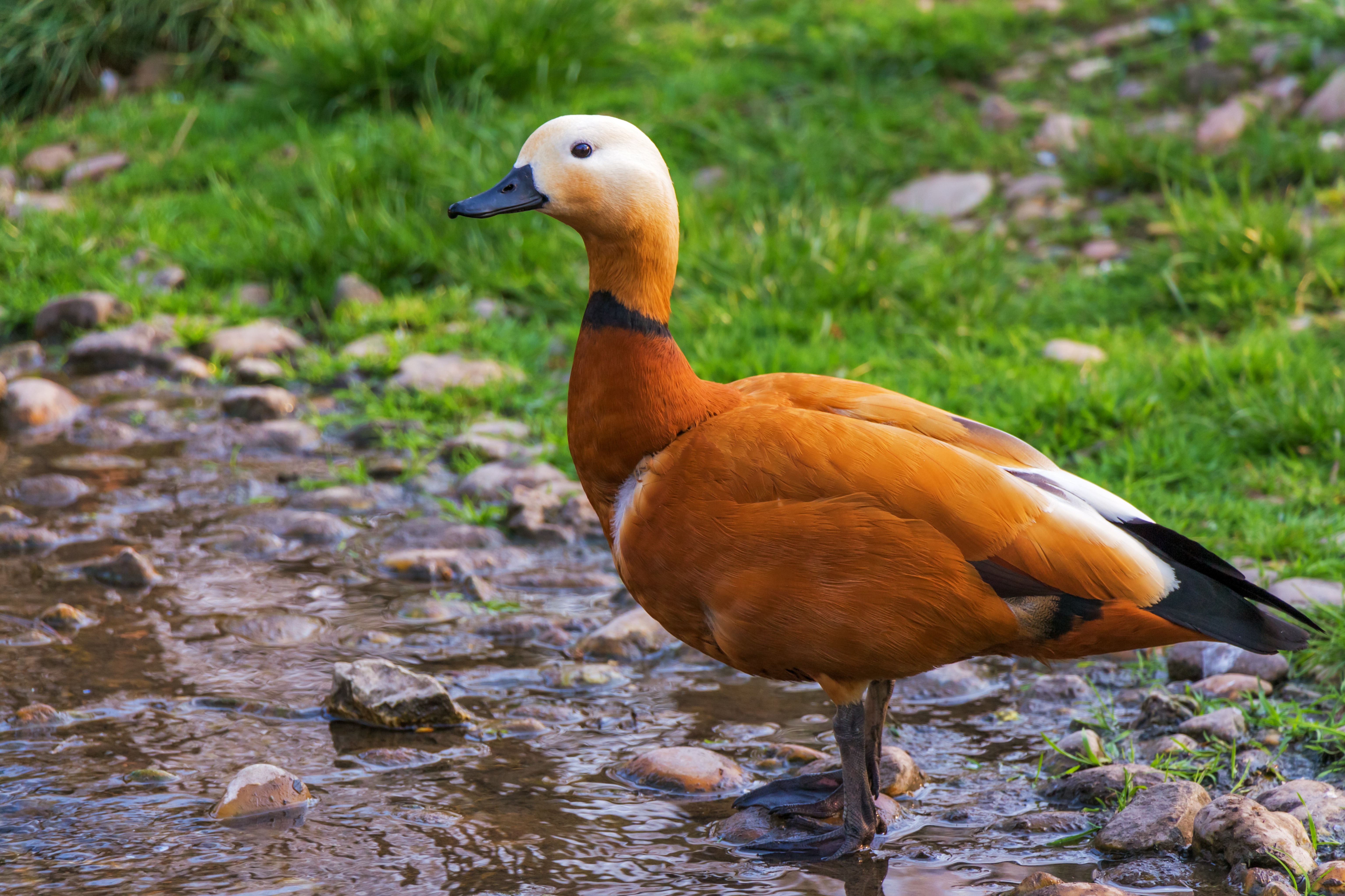 Free photo Red duck