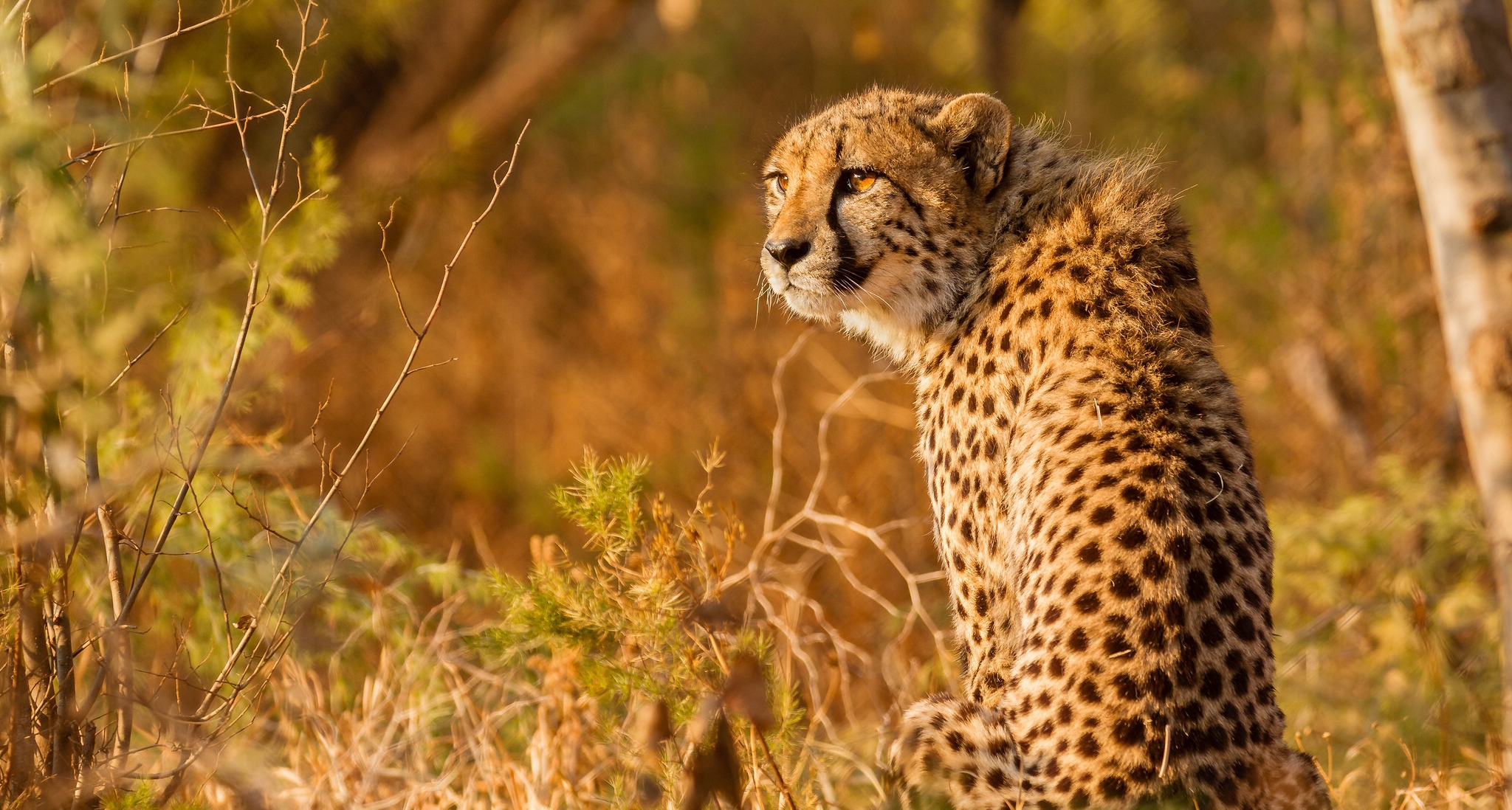 一只猎豹坐在草地上四处张望