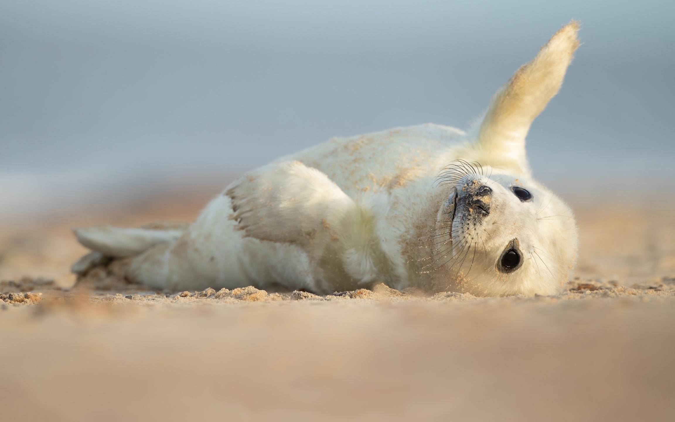 Free photo A baby seal waving to the photographer