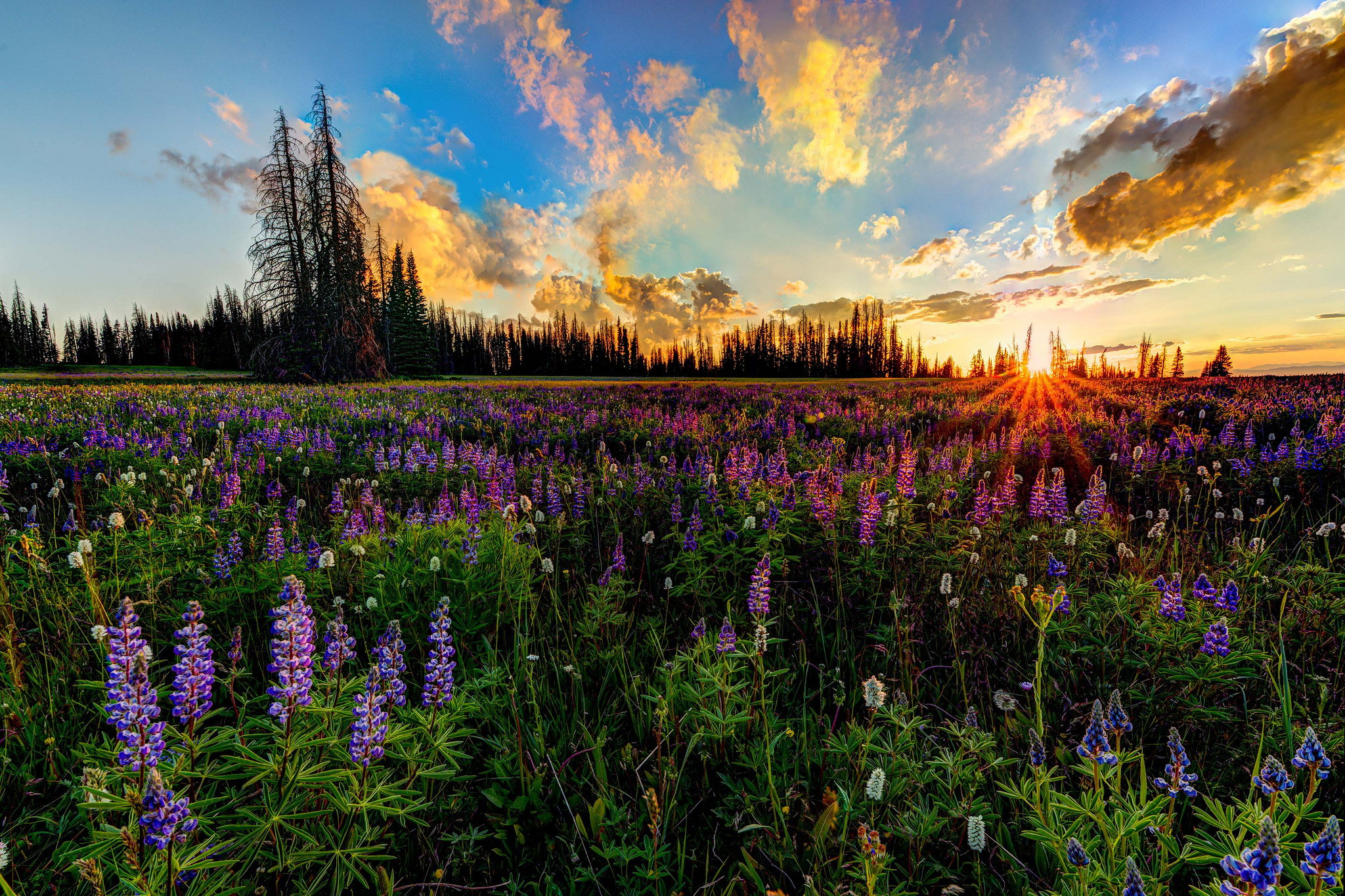 Wallpapers flowers trees sky on the desktop