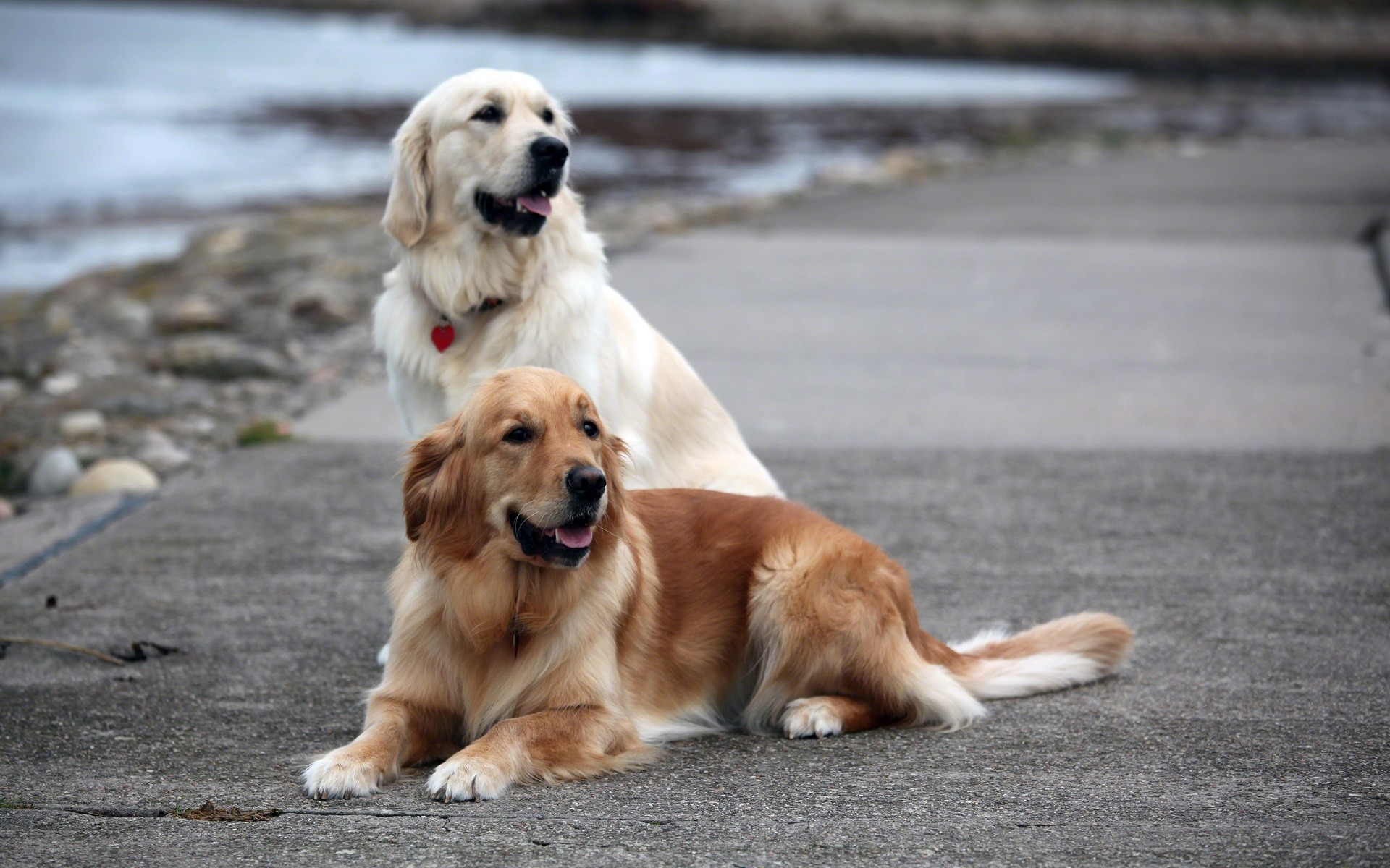 桌面上的壁纸狗 脊椎动物 犬种