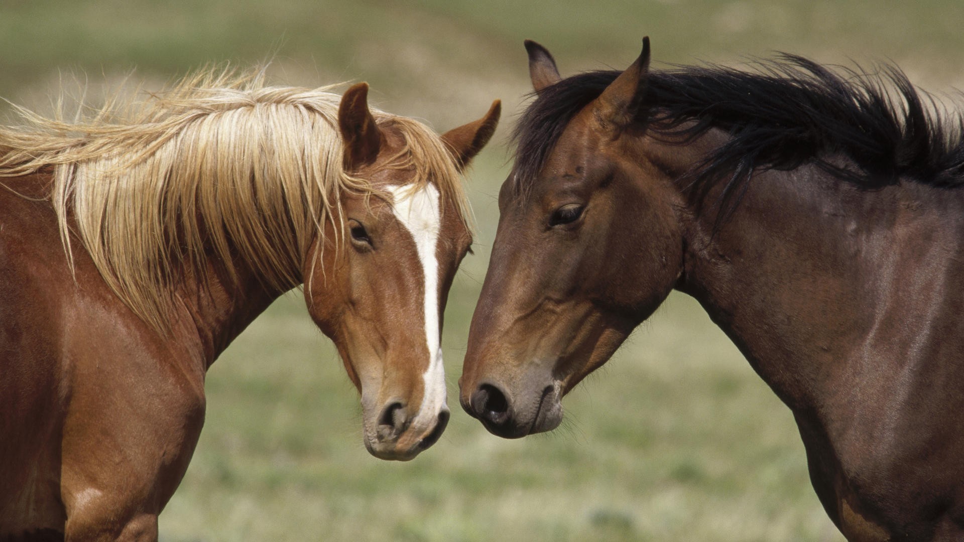 Wallpapers animals horse Colt on the desktop