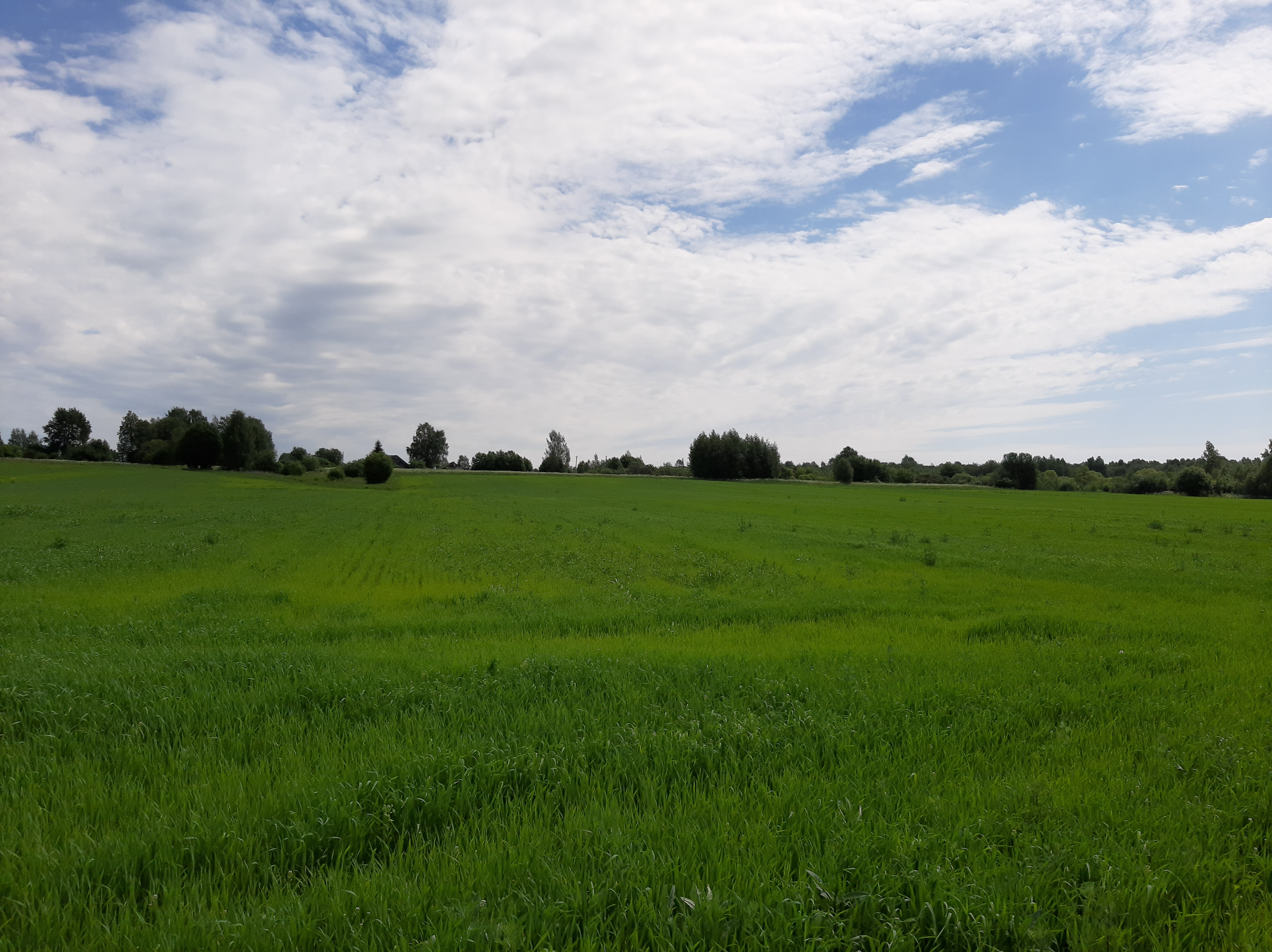 Free photo A green field under the sky and clouds