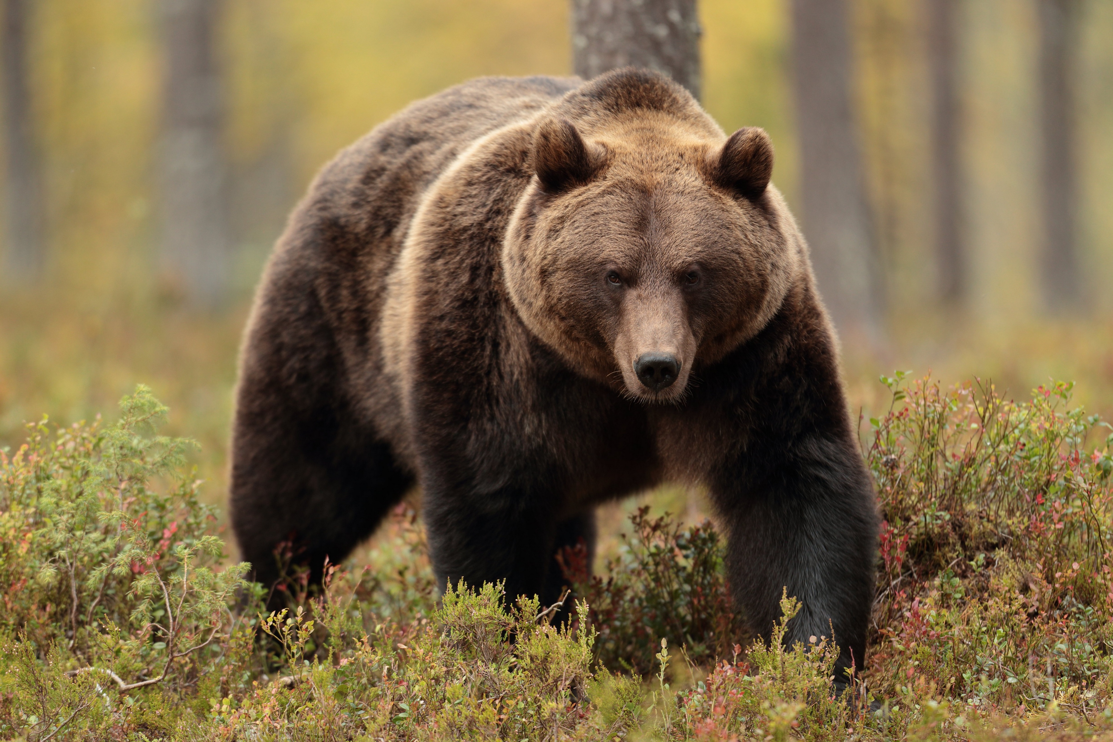 Free photo A grizzly bear walks through tall grass in the forest