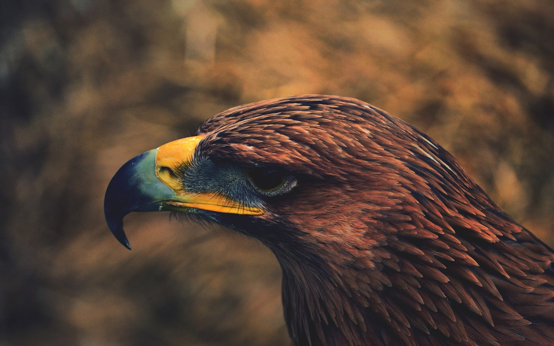 Free photo The eagle looks away from the close-up