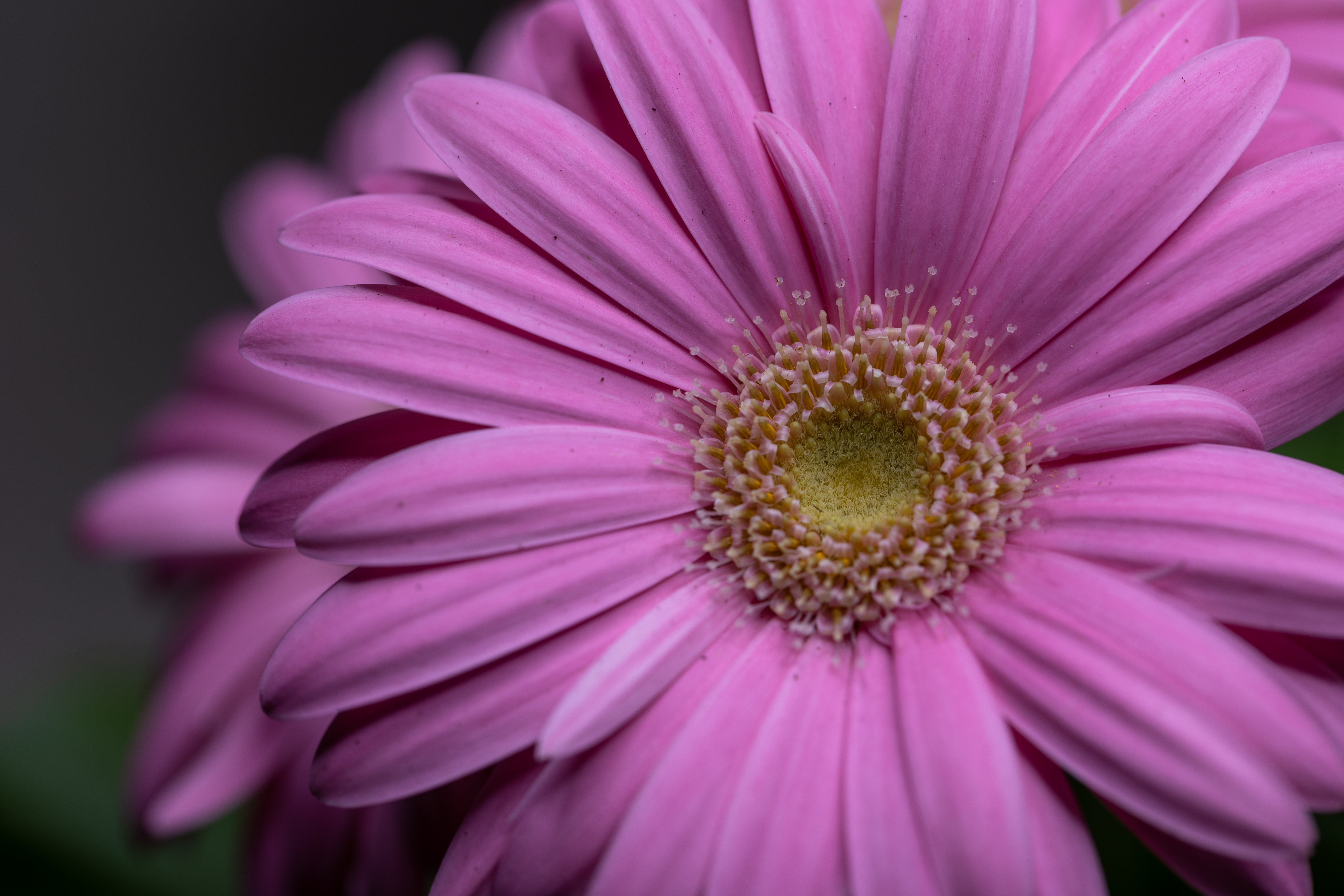 美丽花朵的粉红色花瓣