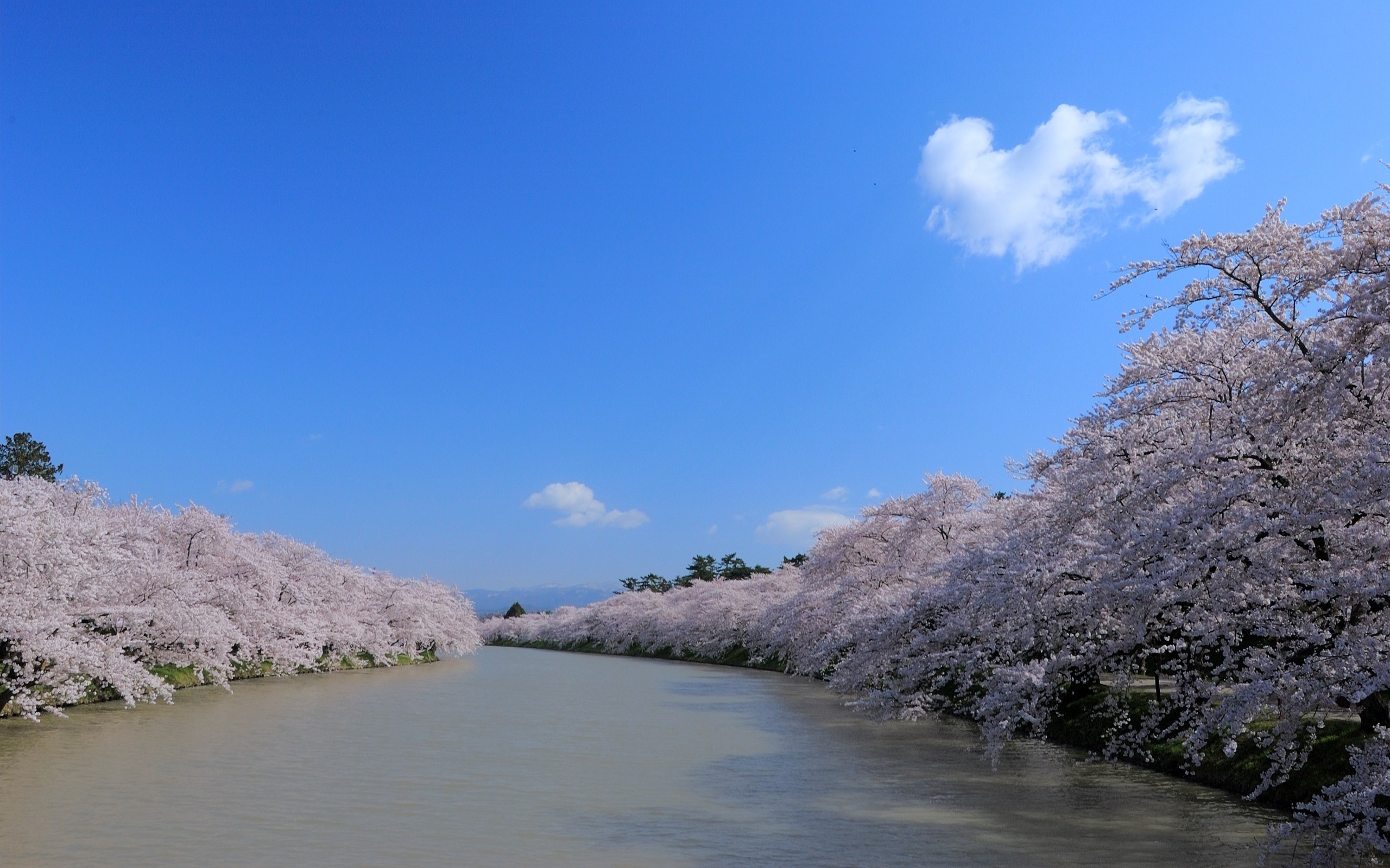 Flowering trees along the river