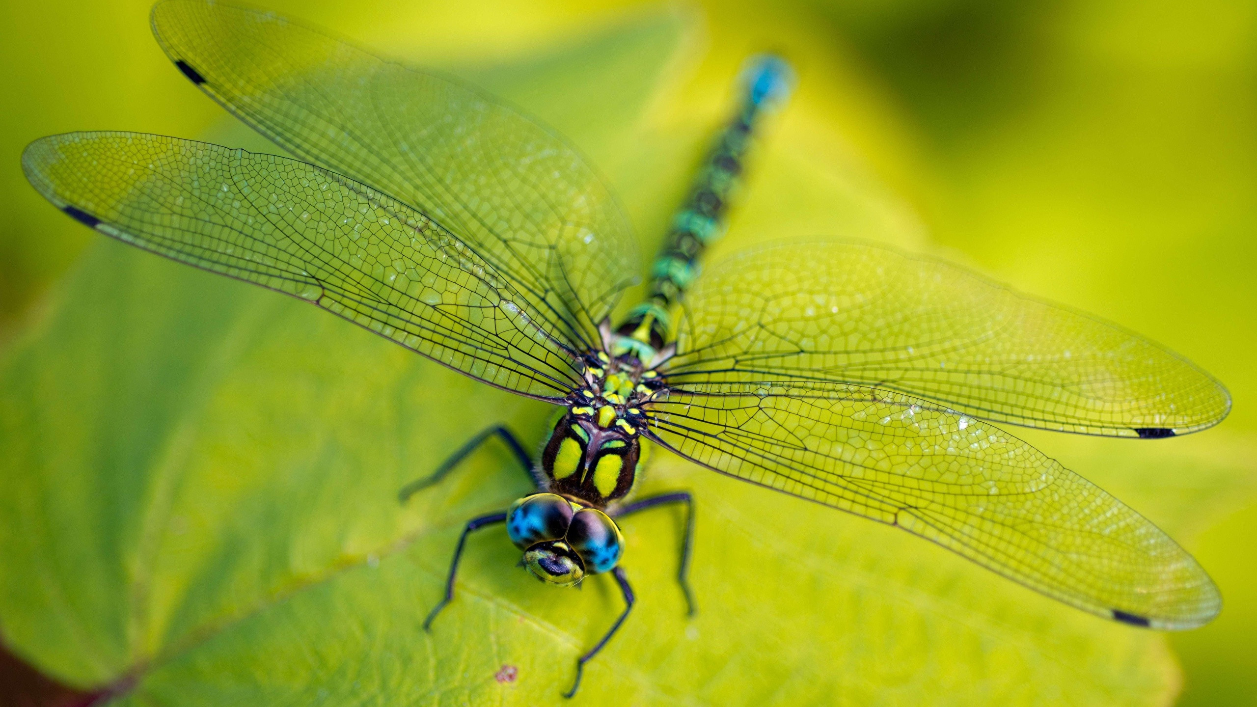 在绿叶上有透明翅膀的美丽蜻蜓