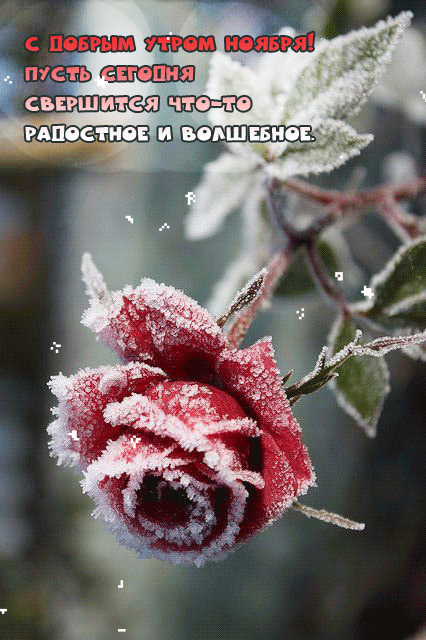 Бесплатная открытка Ноябрьская замерзшая роза с добрым утром