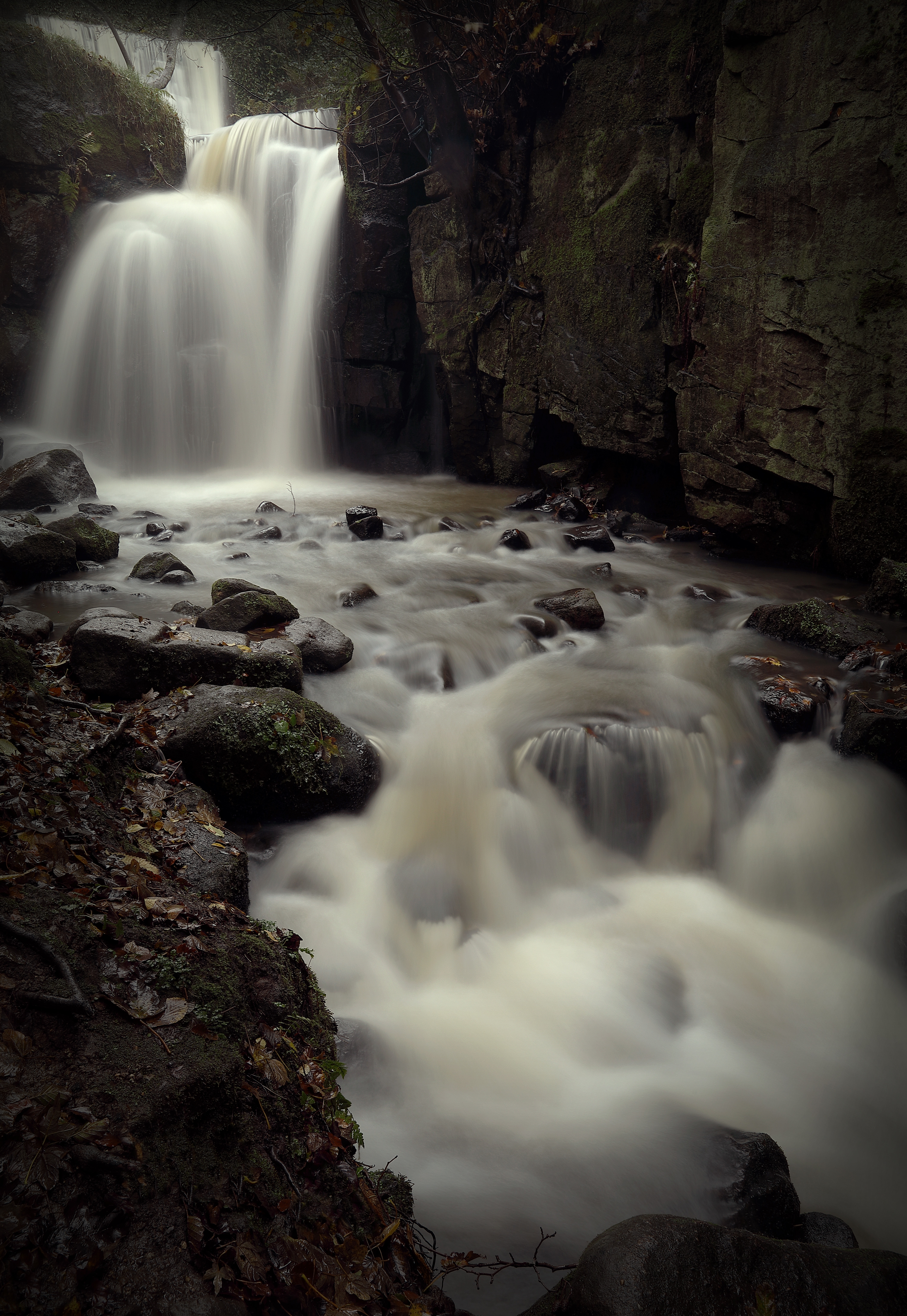 Wallpapers forest wallpaper waterfall black and white on the desktop