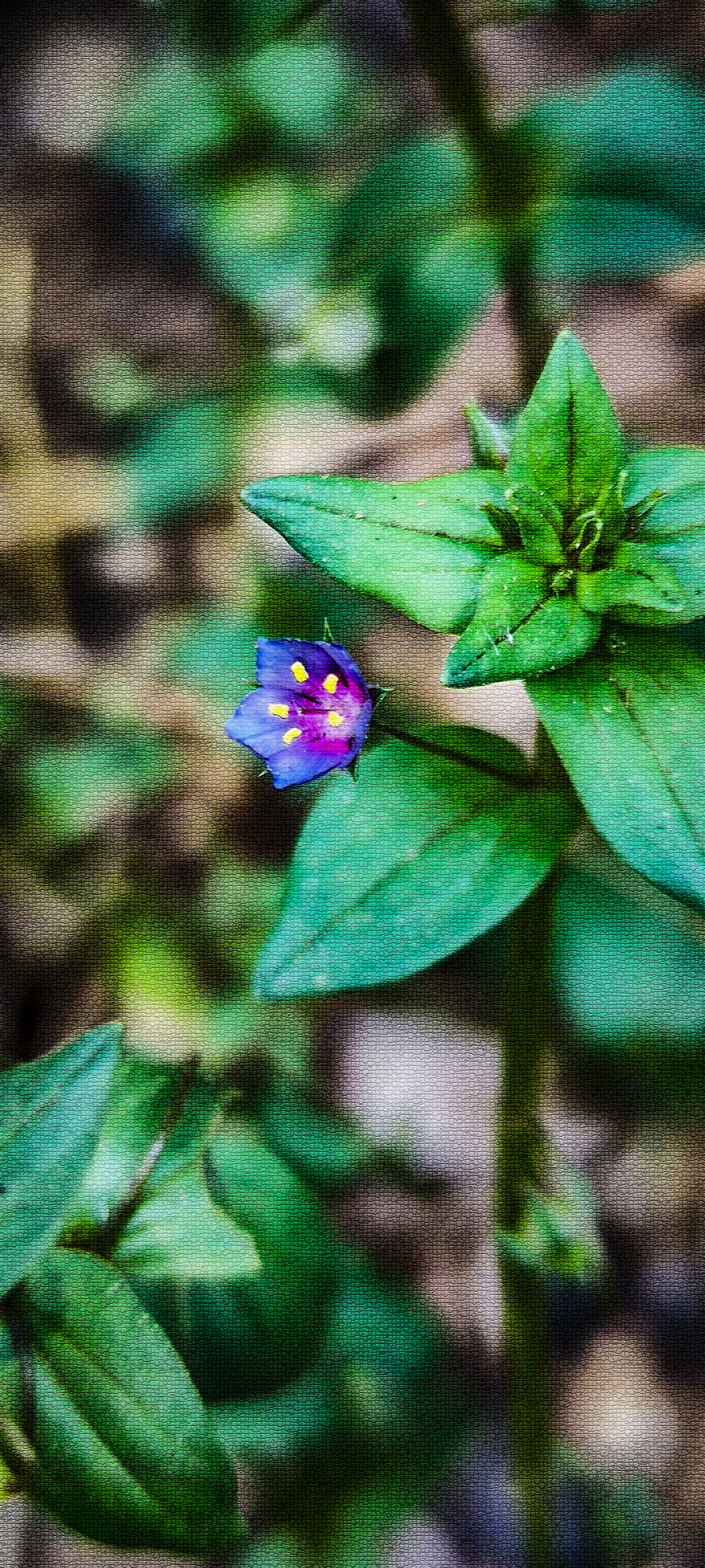 Free photo Small flowers. Plants. Green leaf.