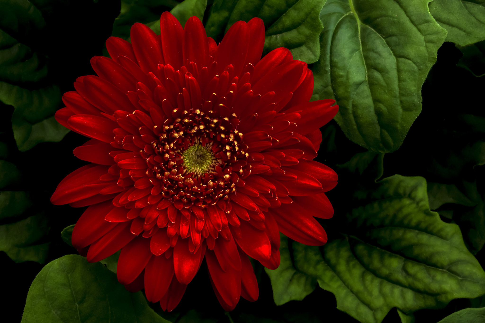 Wallpapers flora macro Dahlia on the desktop