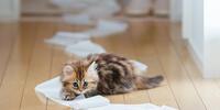 Пушистый котенок играет с туалетной бумагой