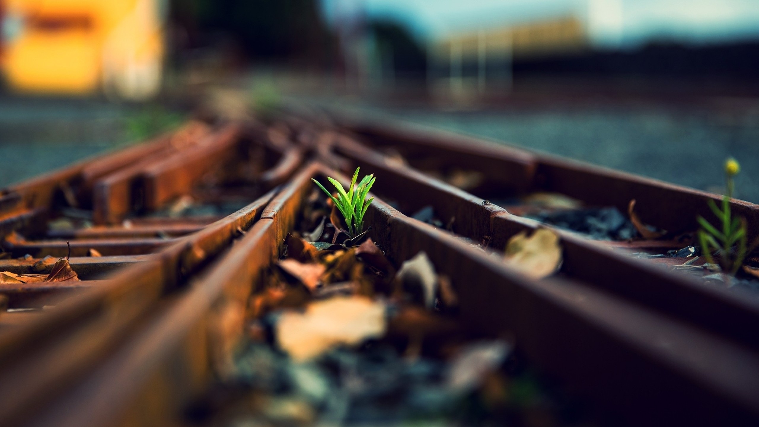 Wallpapers railway tracks plants on the desktop